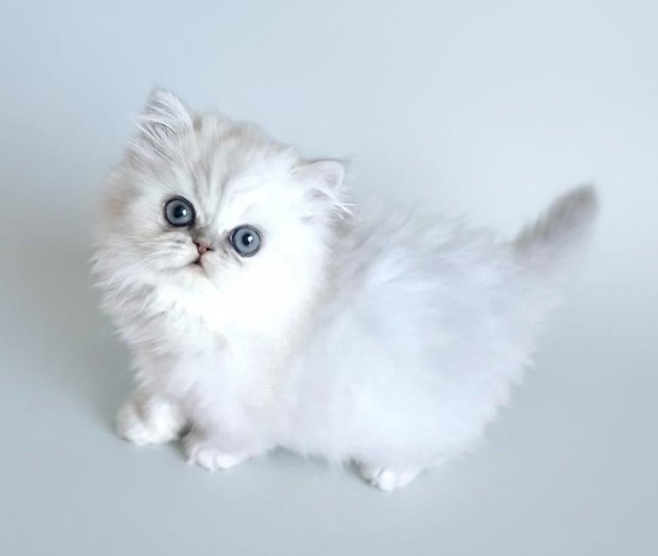 Pet