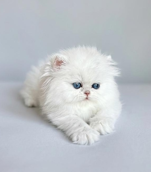 Pet