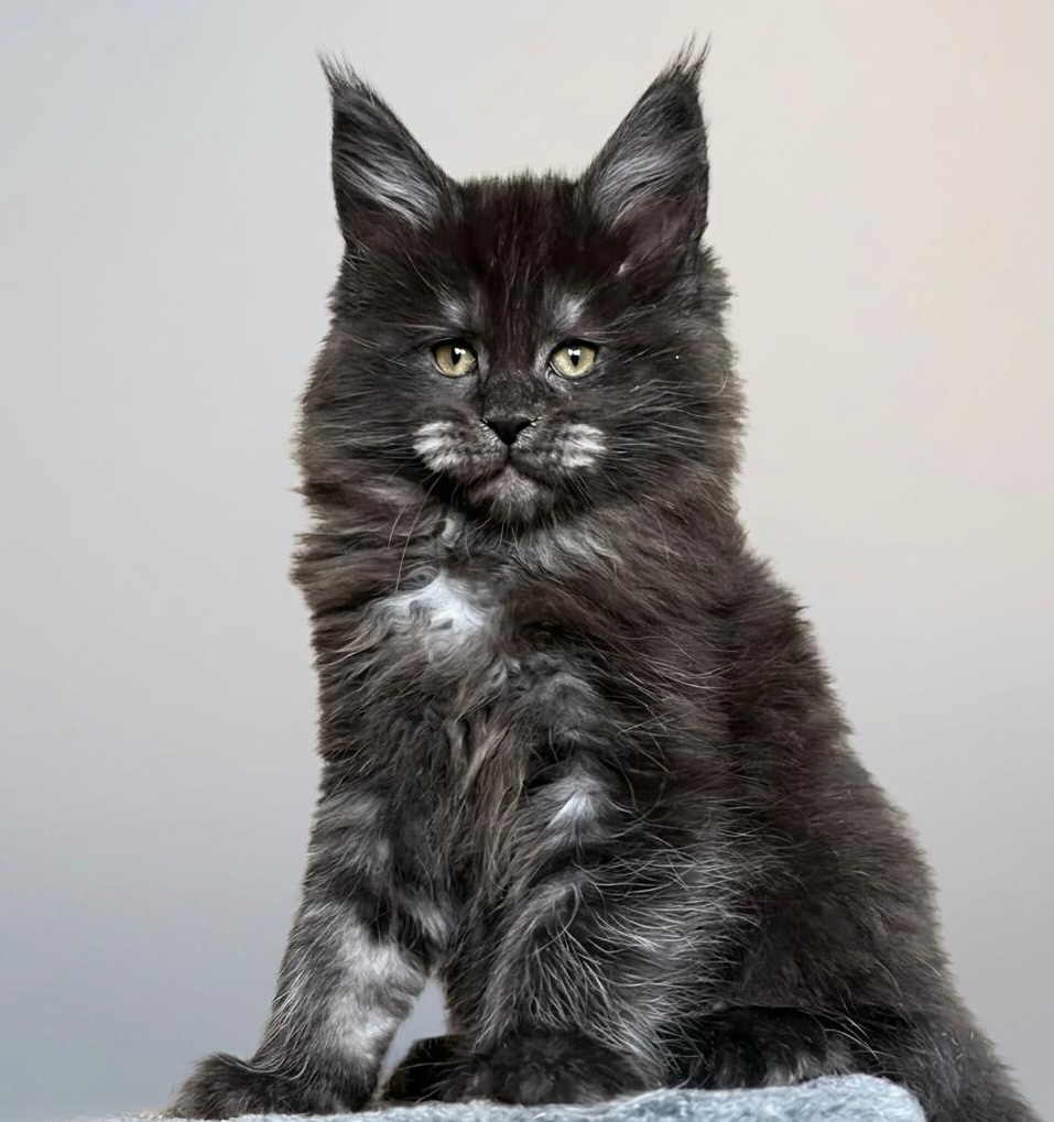 Pet