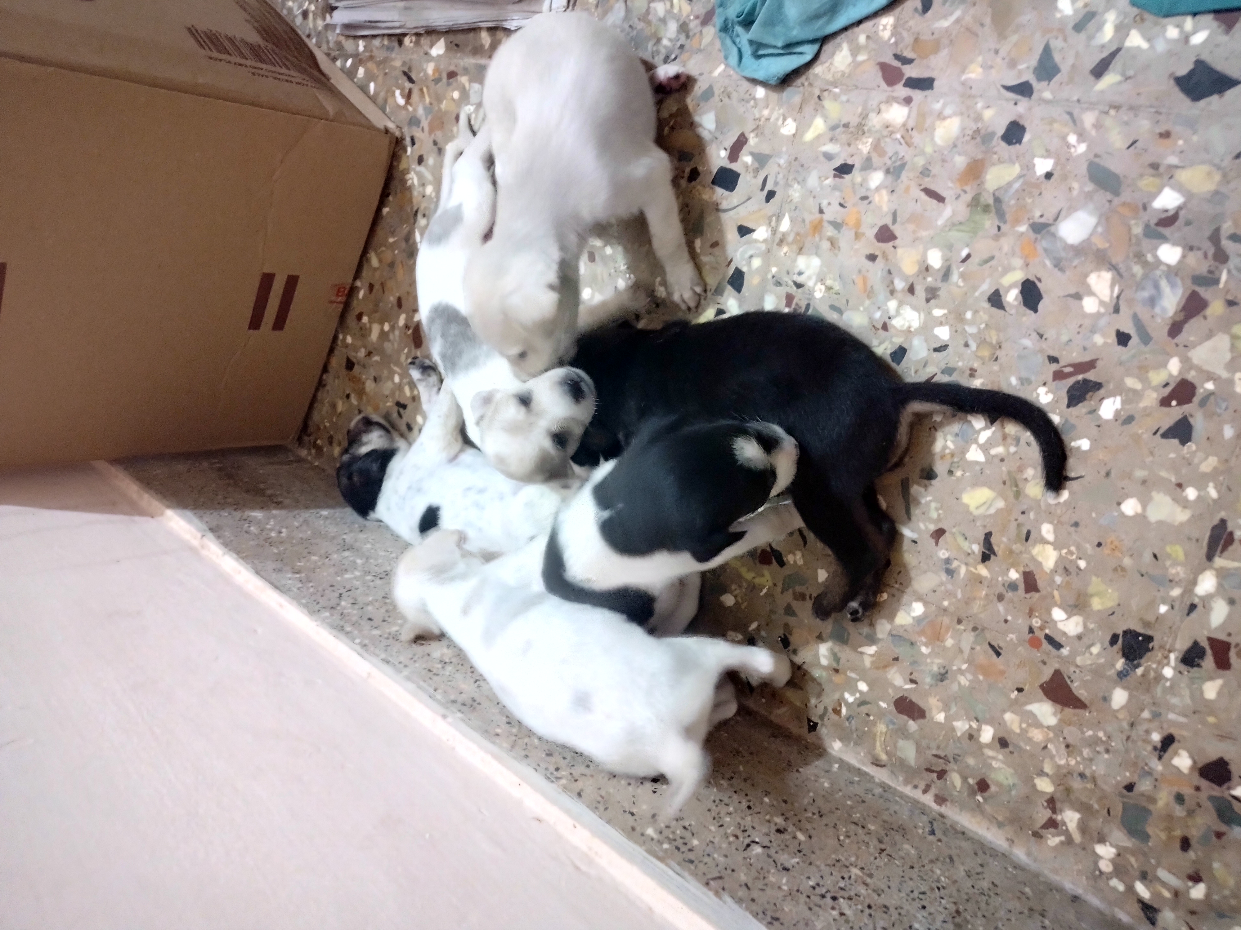 Pet