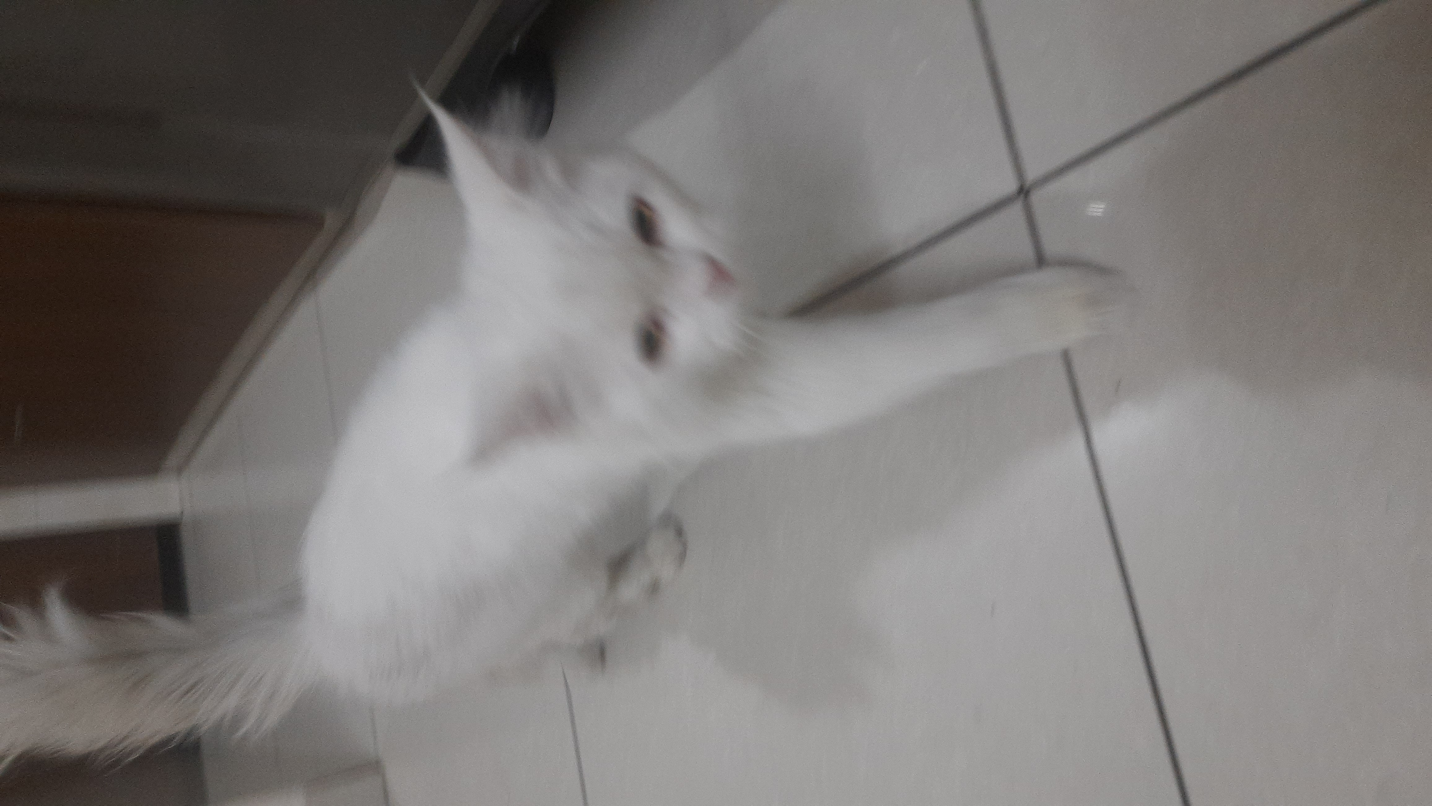 Pet
