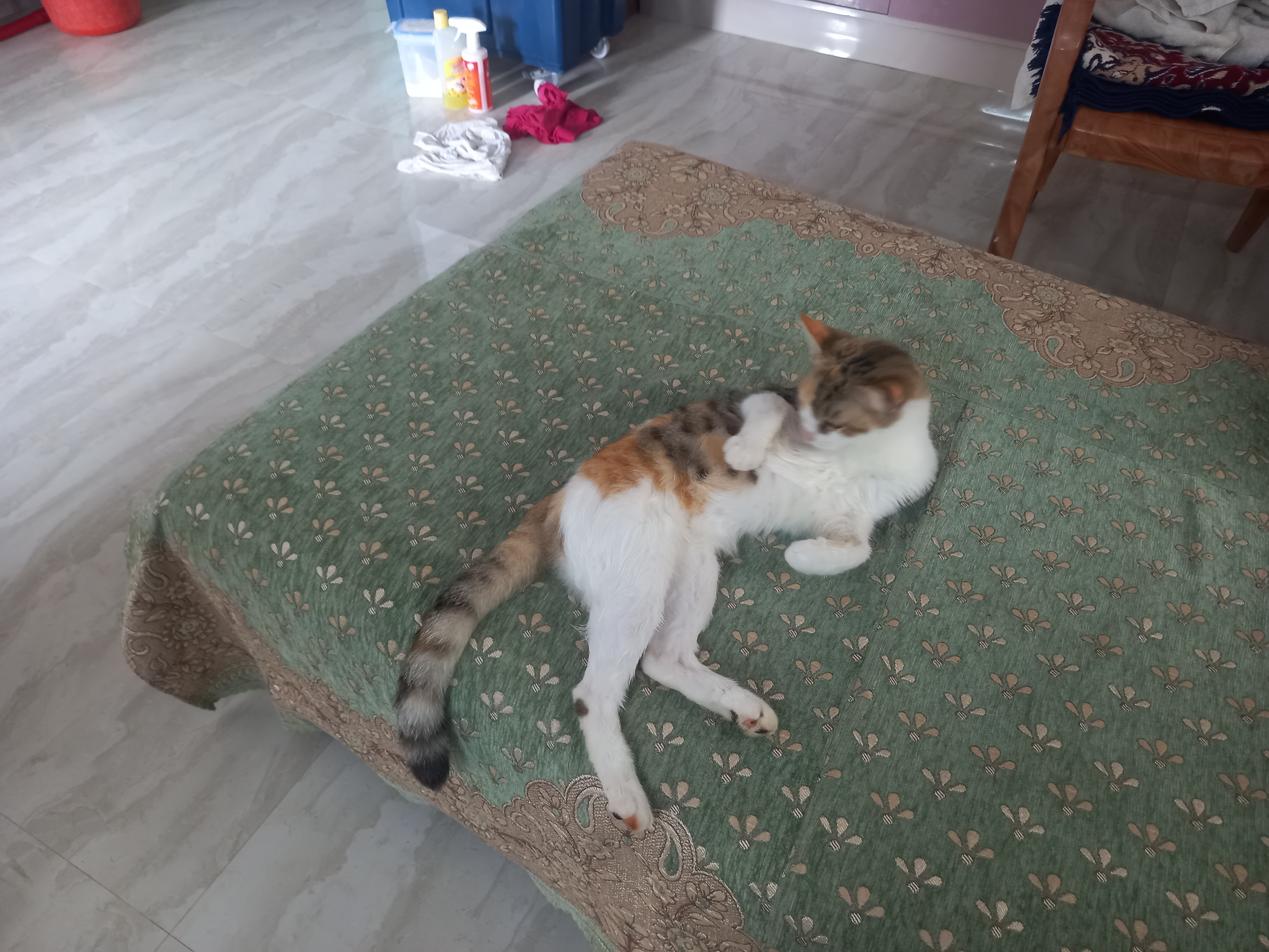 Cats