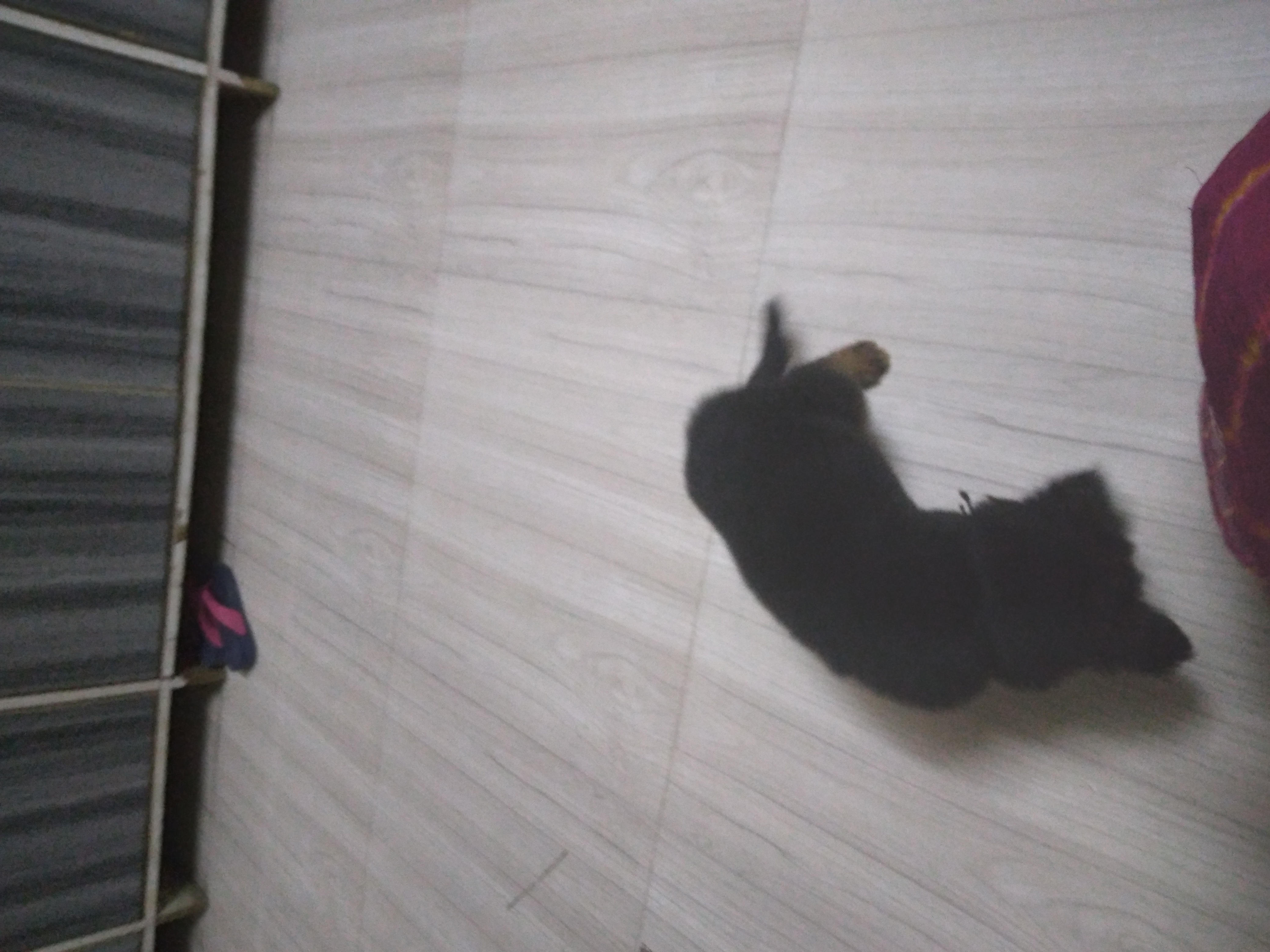Dogs