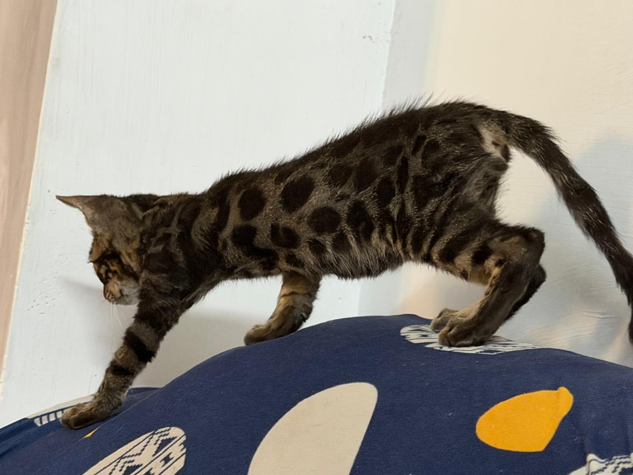 Pet