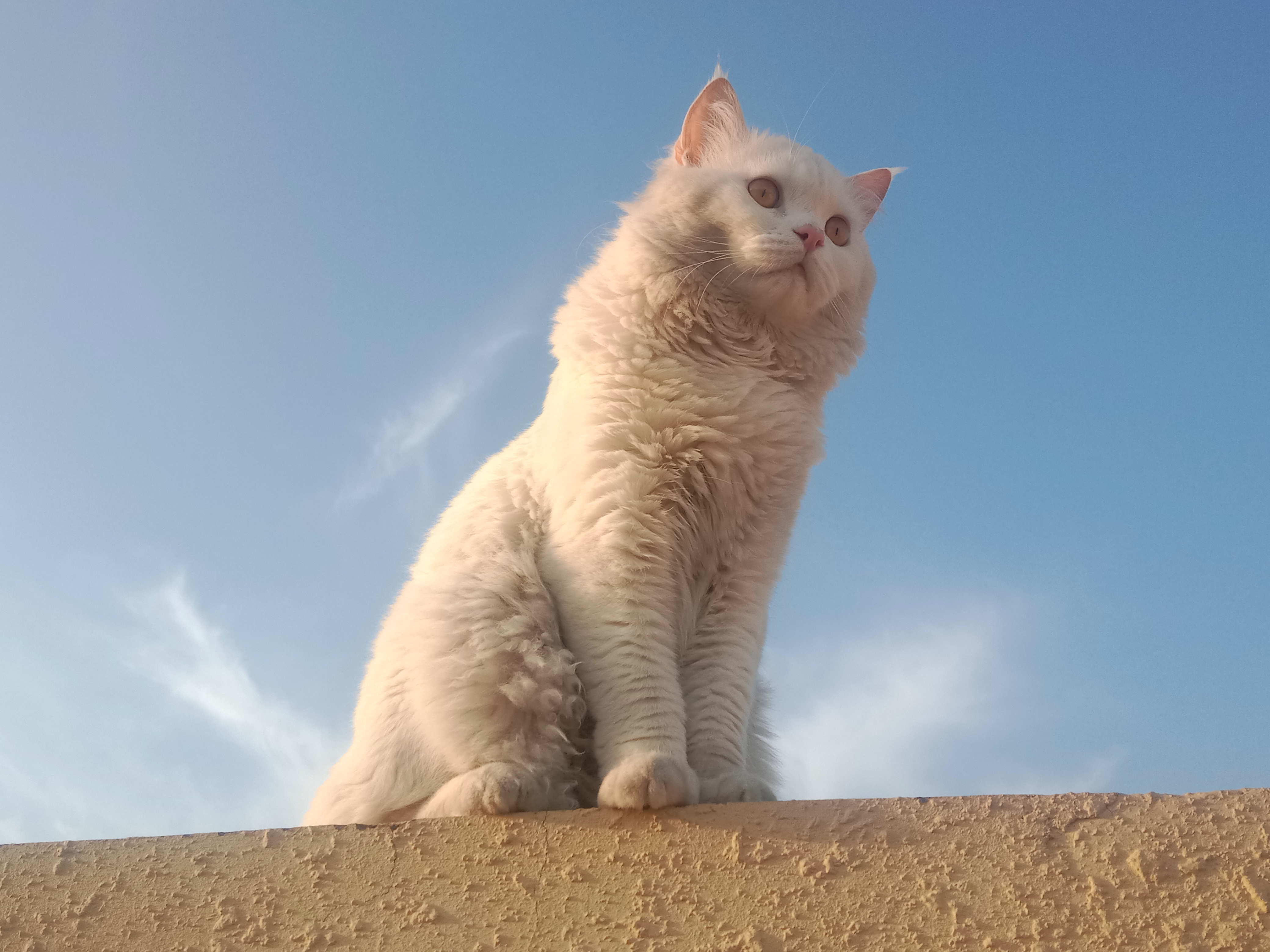 Pet