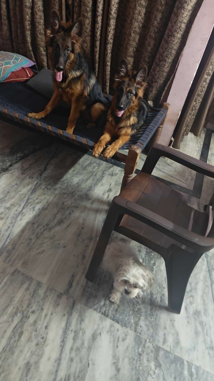 Pet