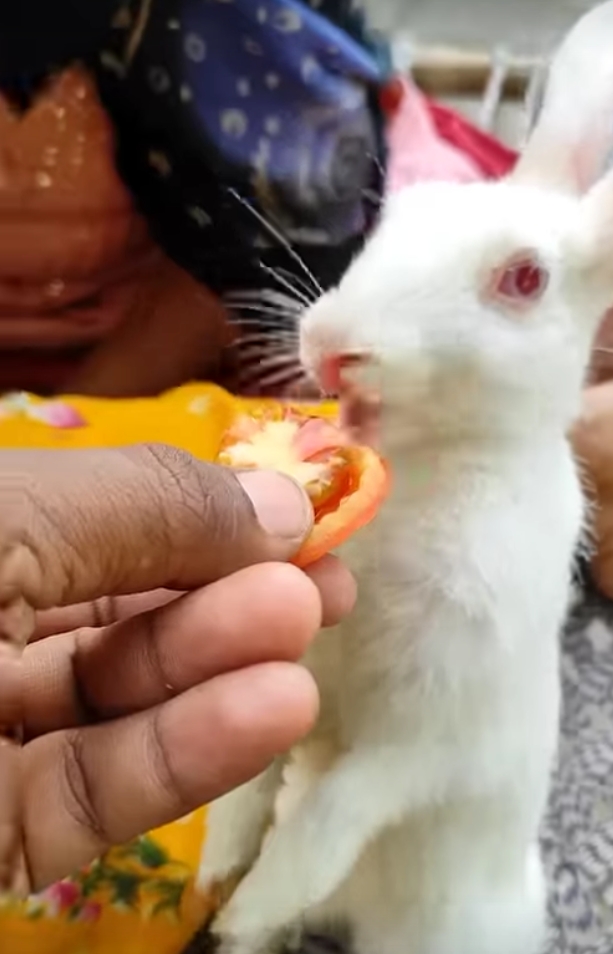 Pet