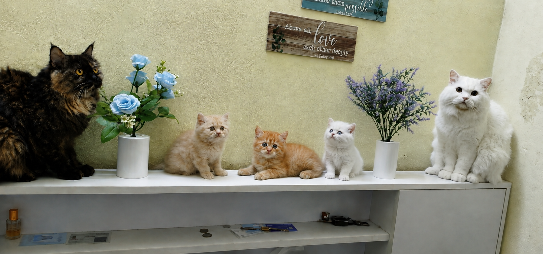 Cats