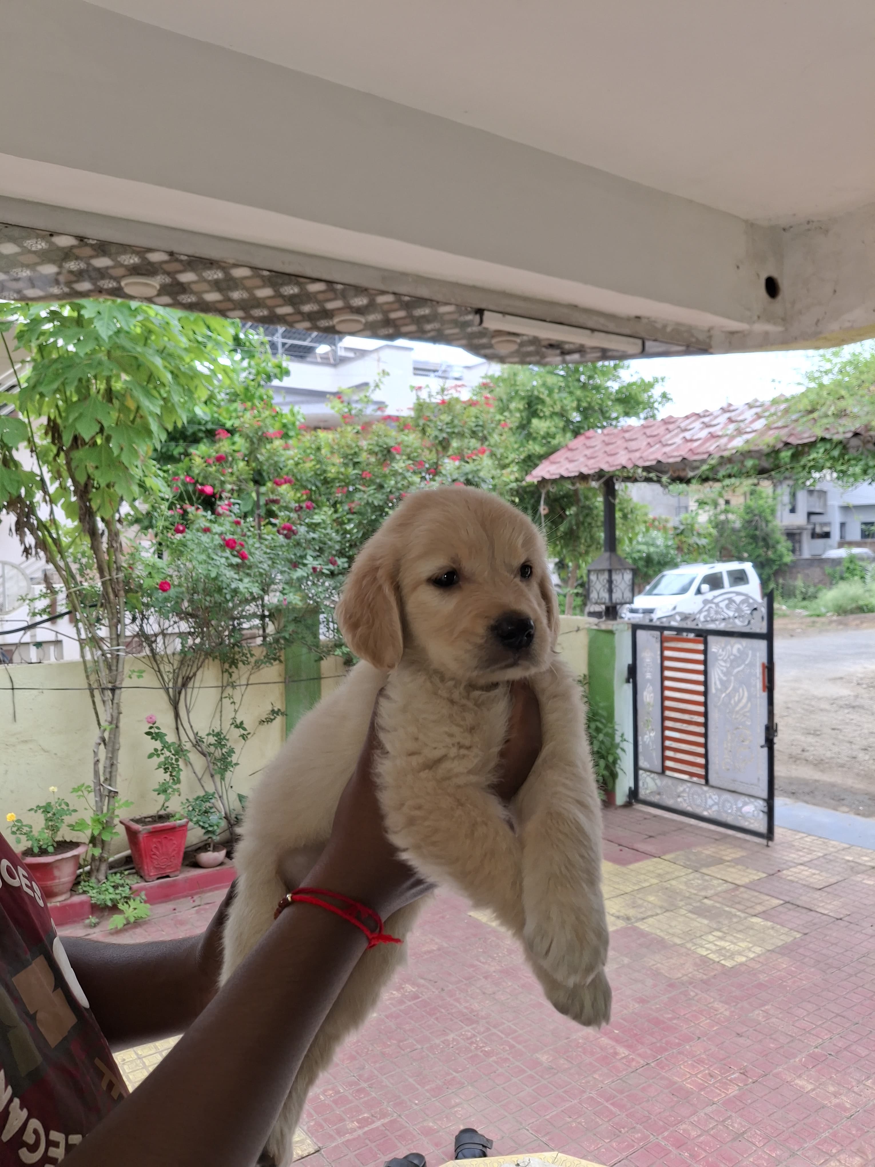 Dogs