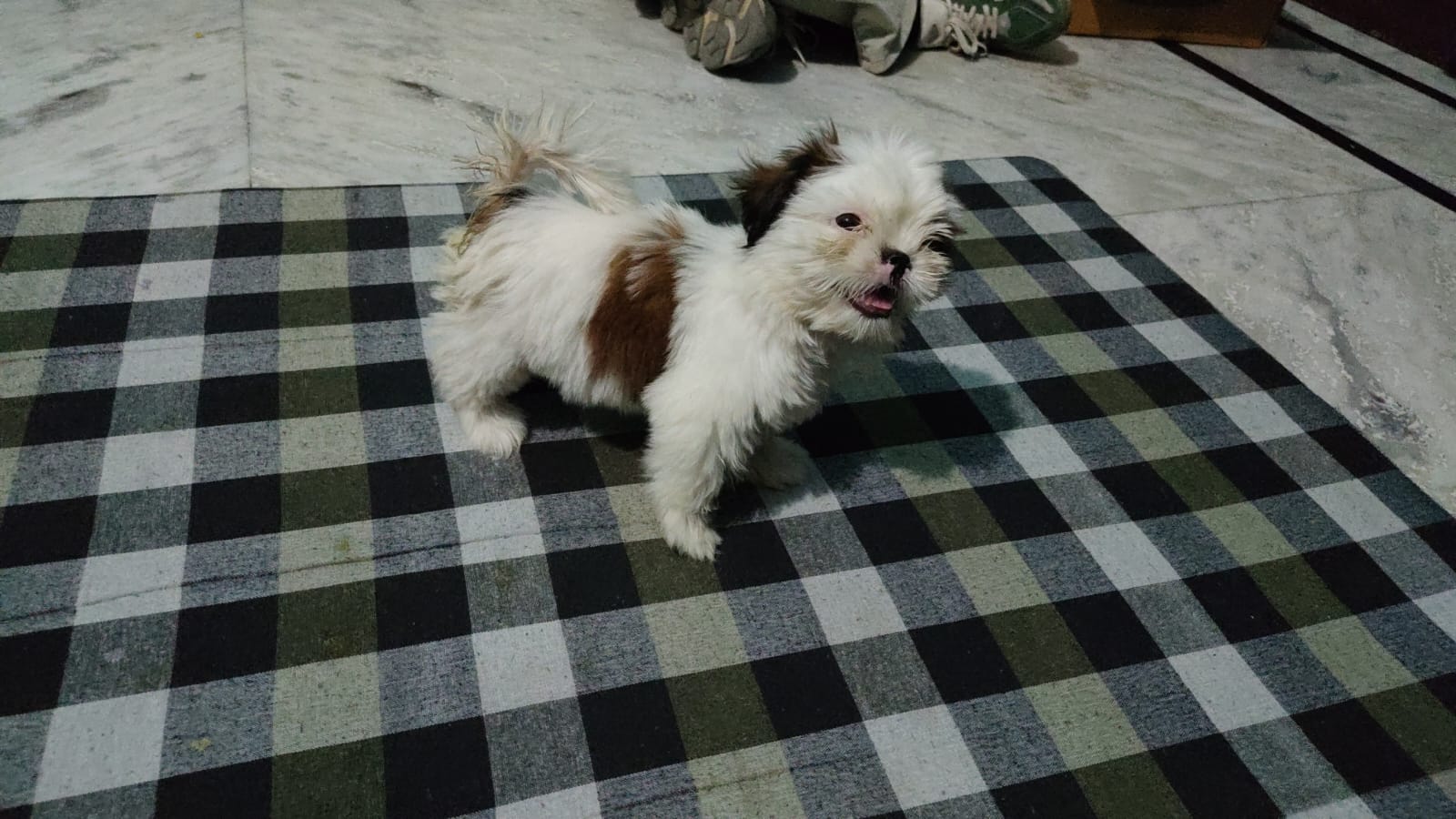 Dogs