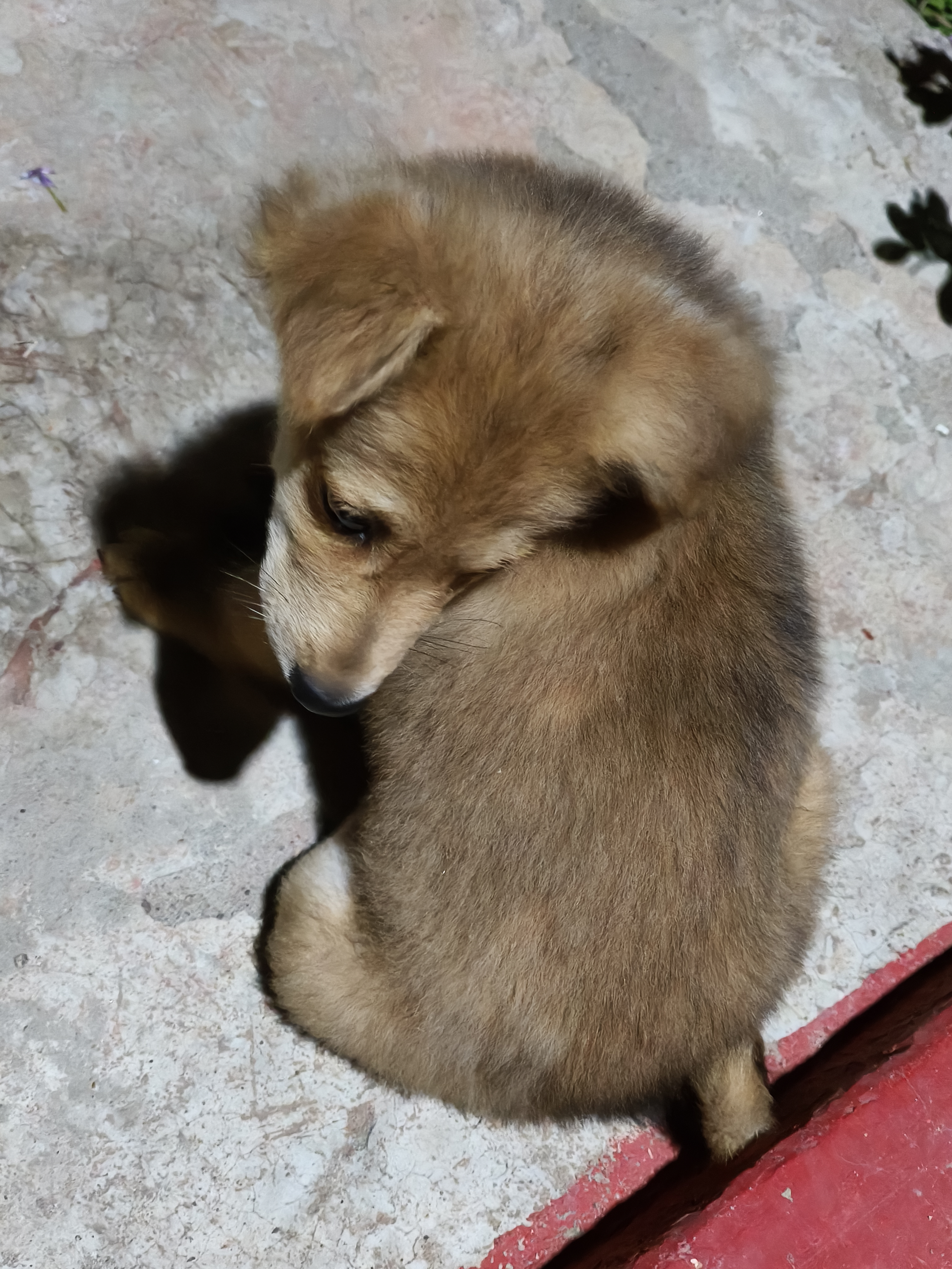 Pet