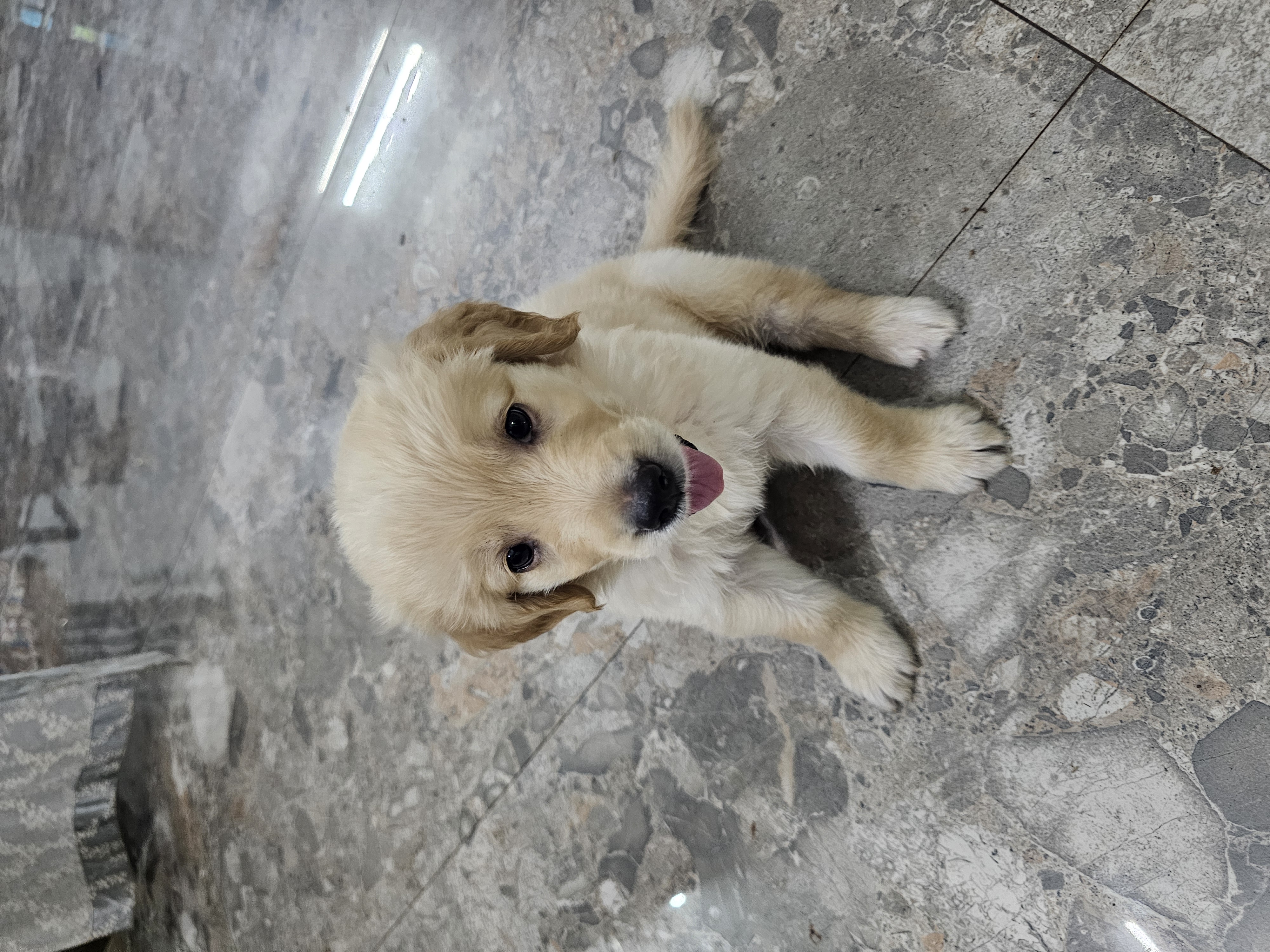 Pet