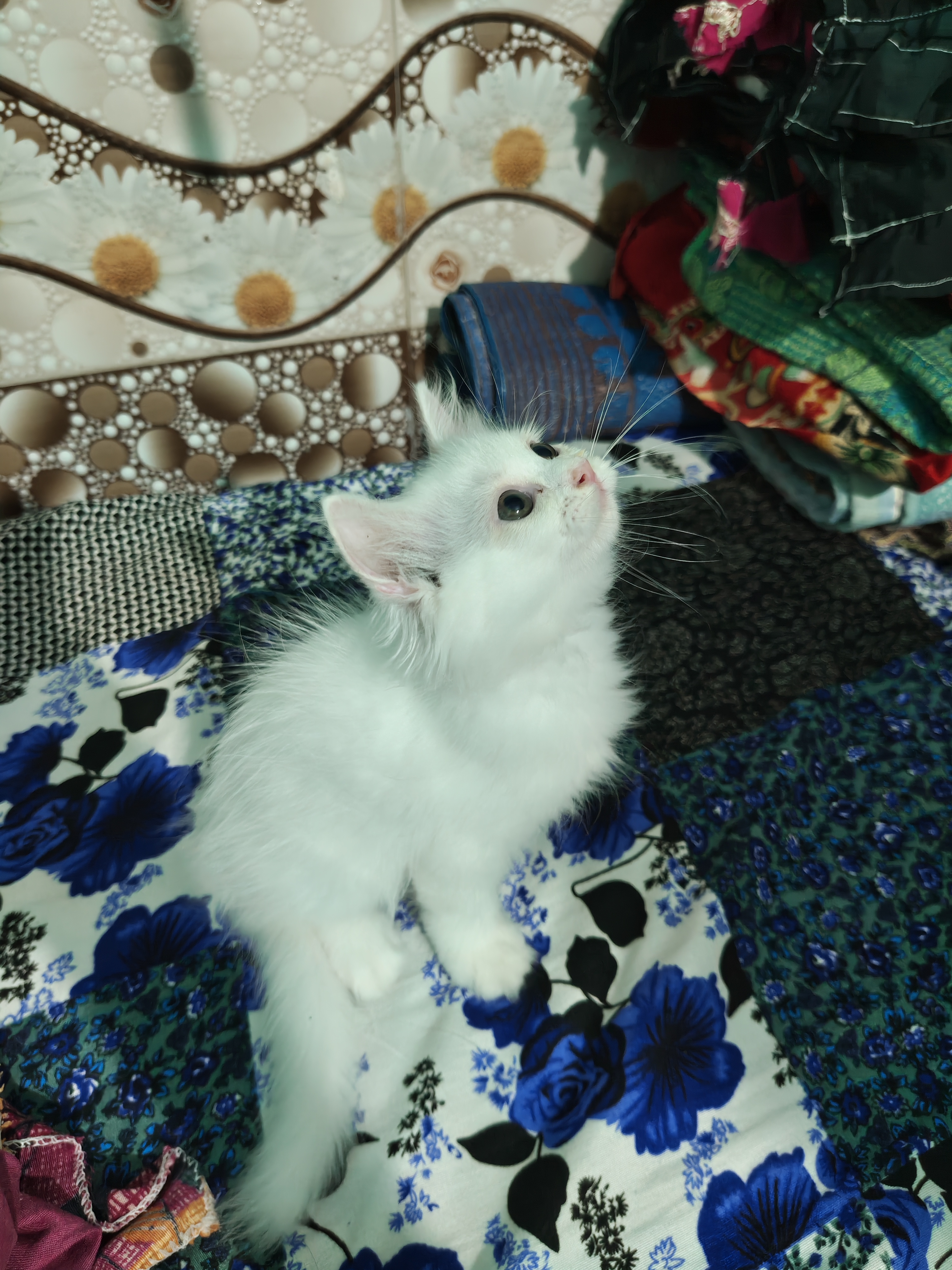 Cats