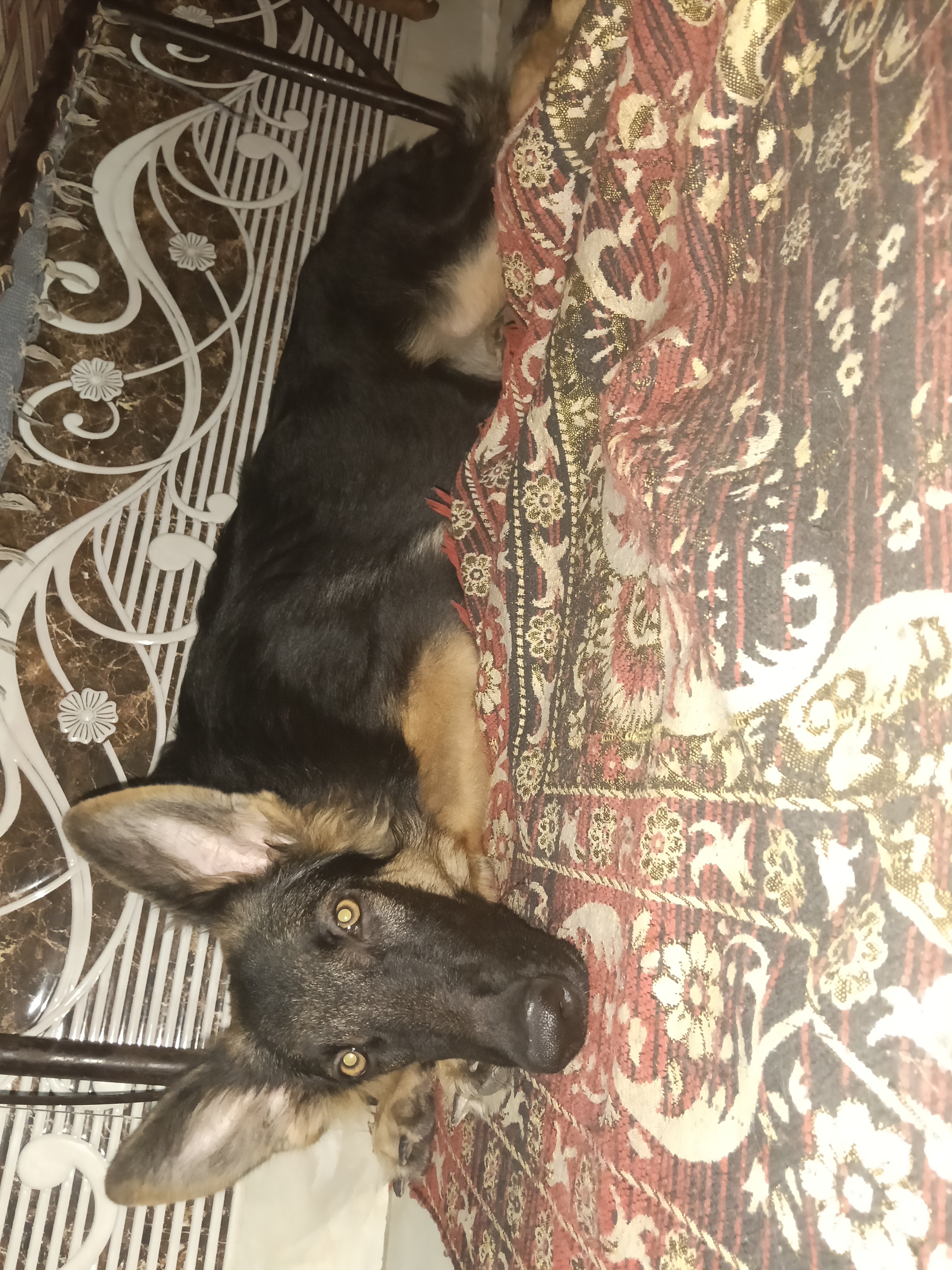 Dogs