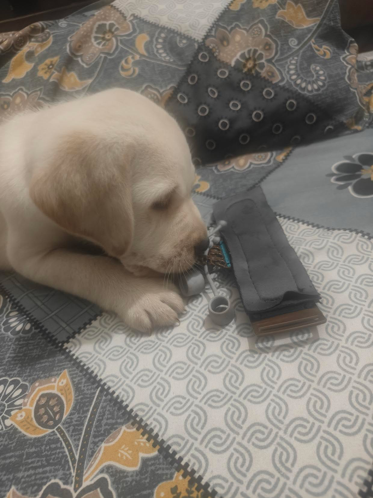 Pet