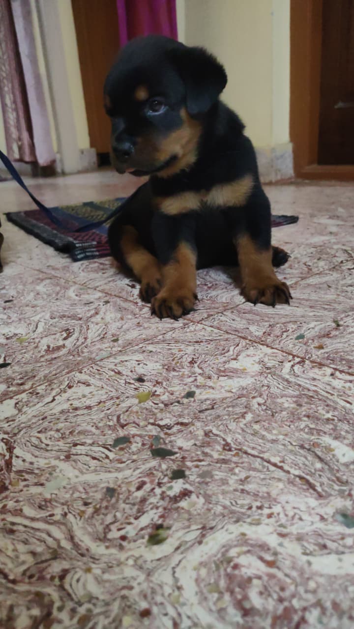 Pet