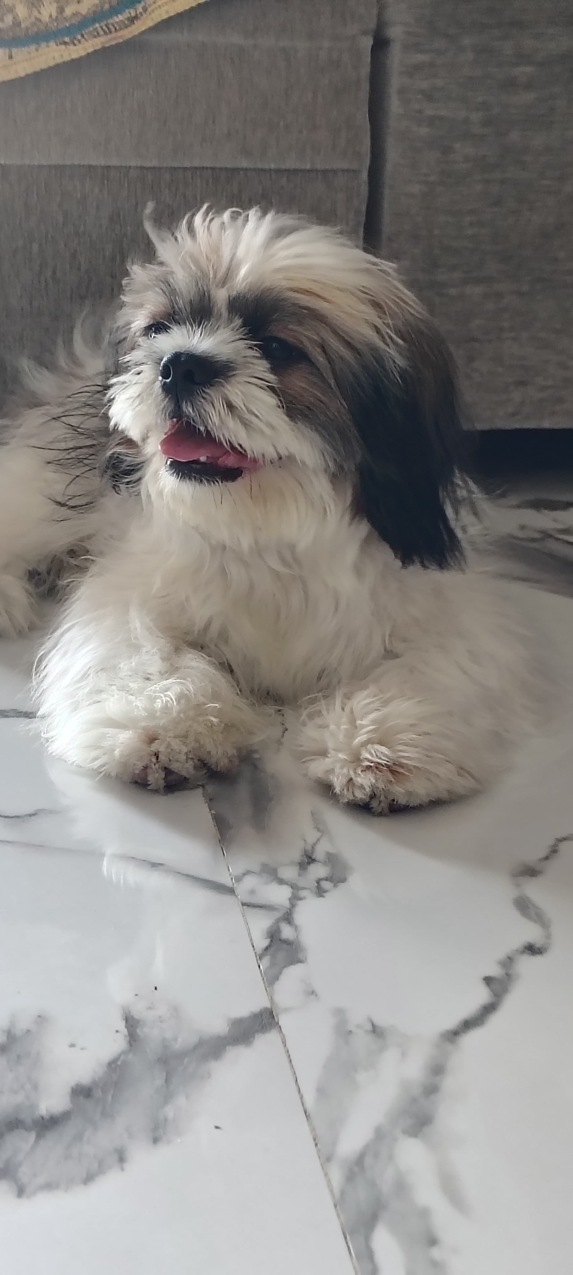 Pet