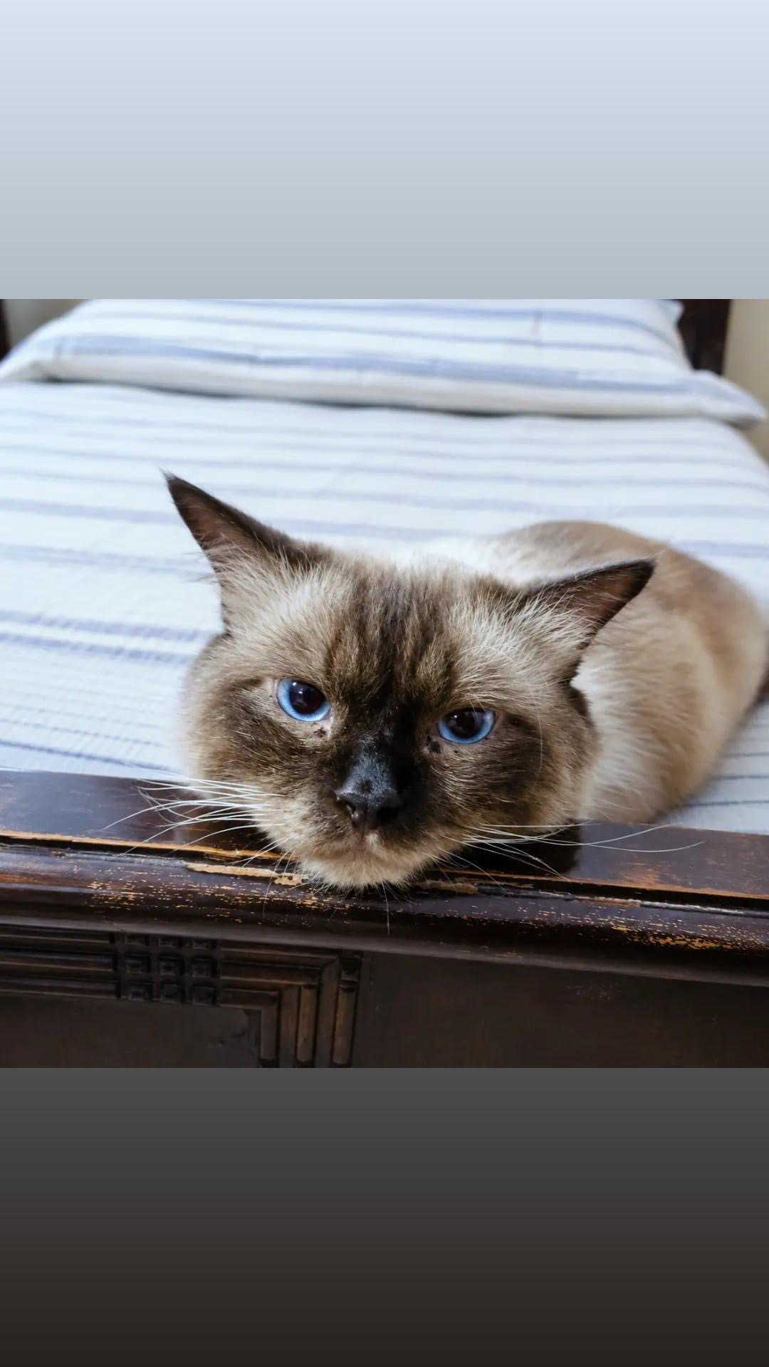 Cats