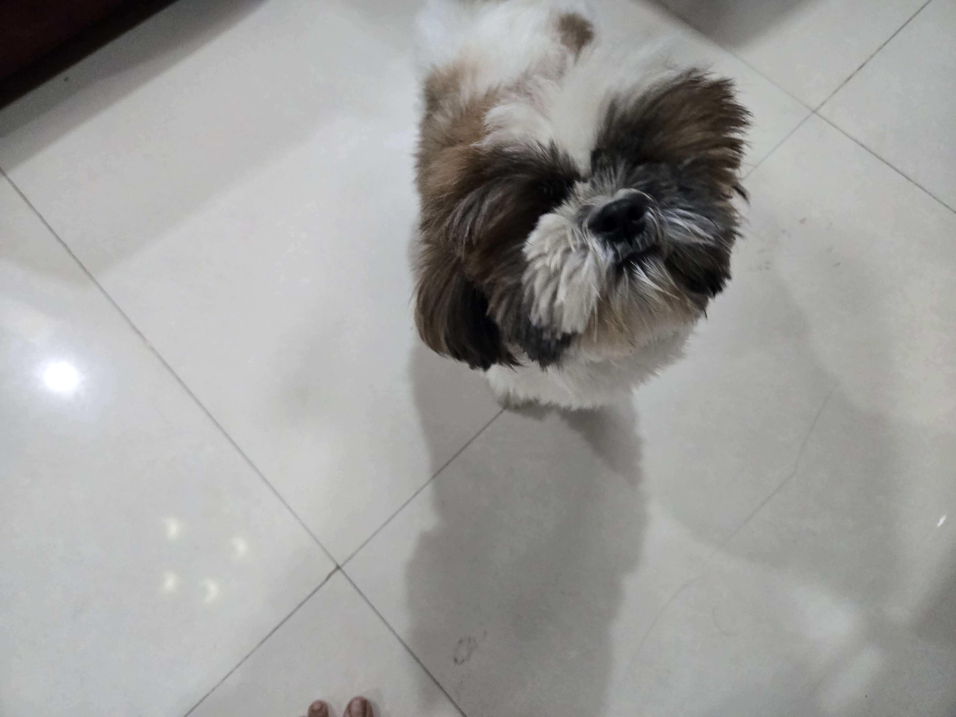 Dogs