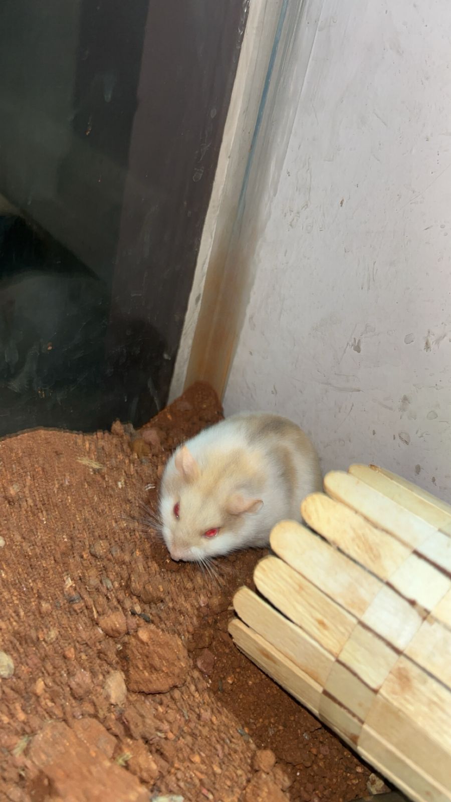 Pet