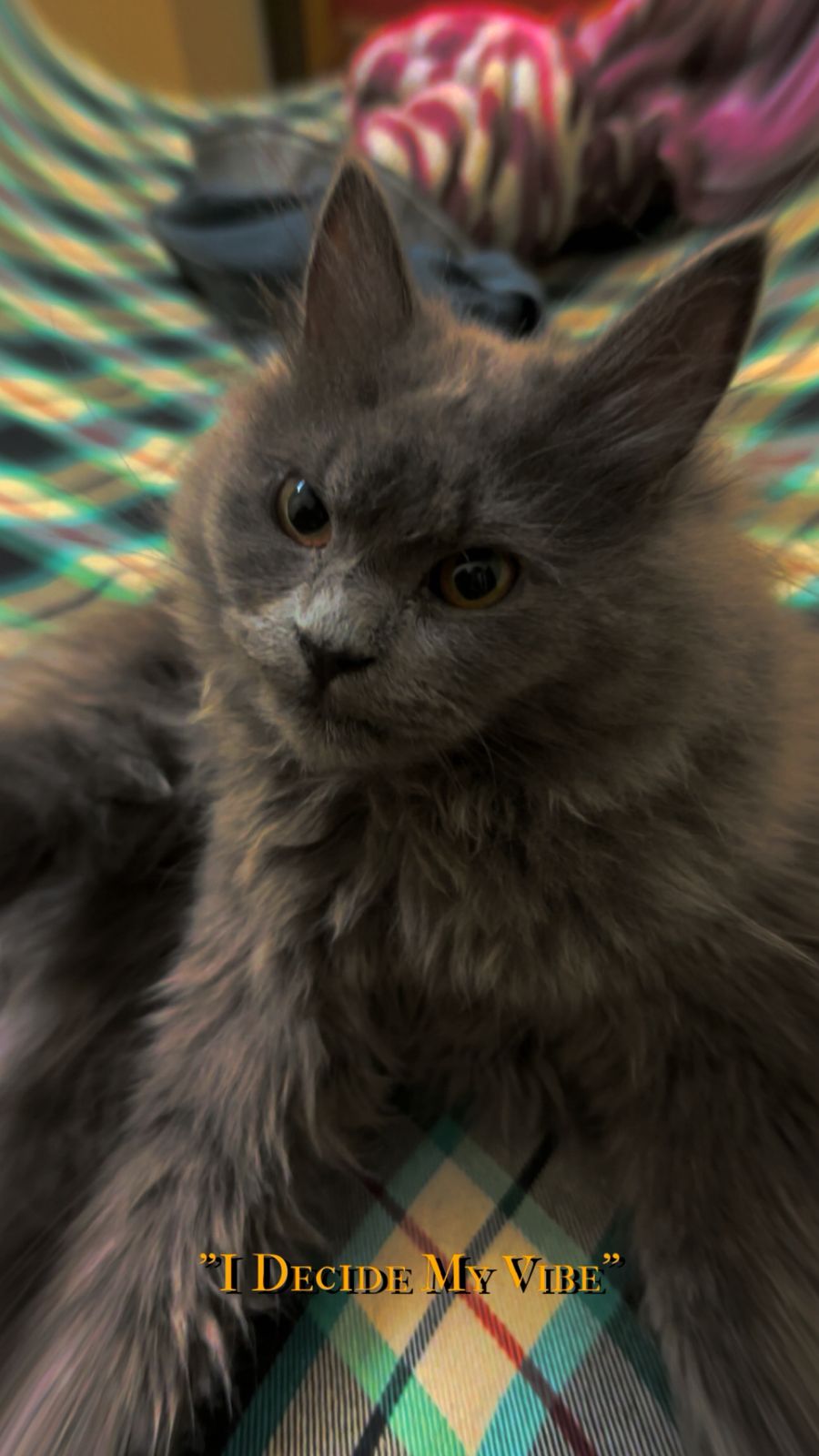Cats