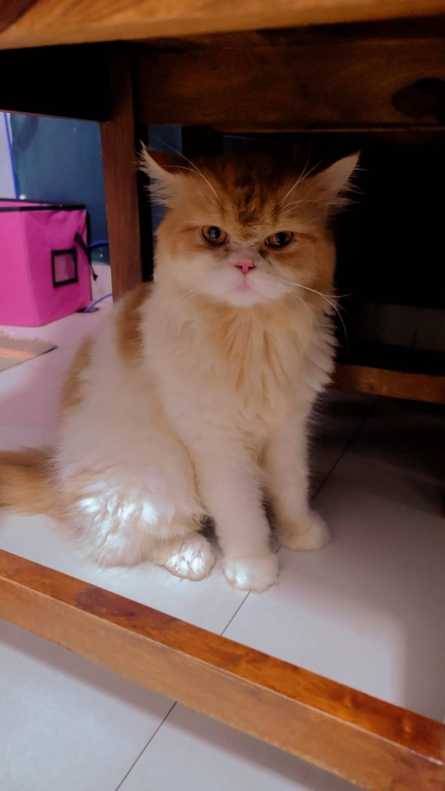 Pet