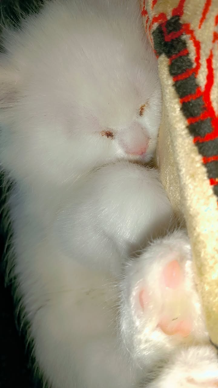 Pet