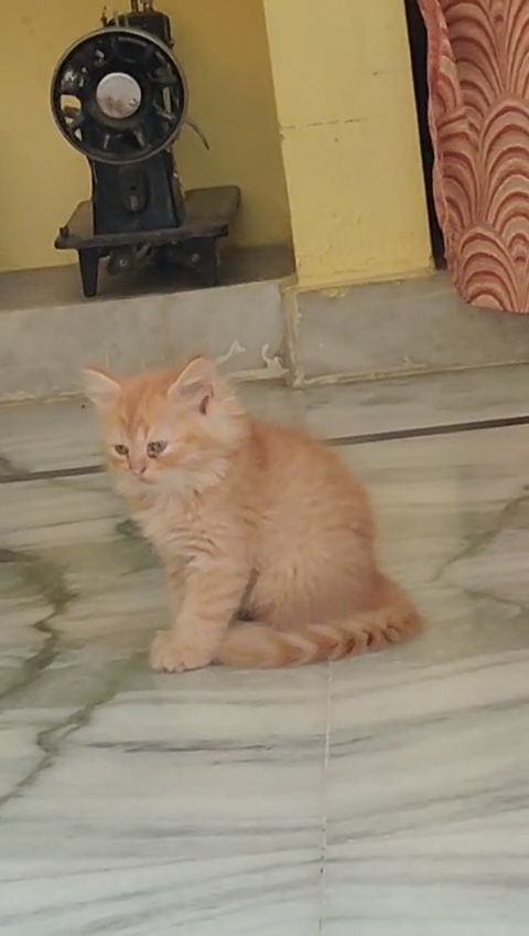 Pet