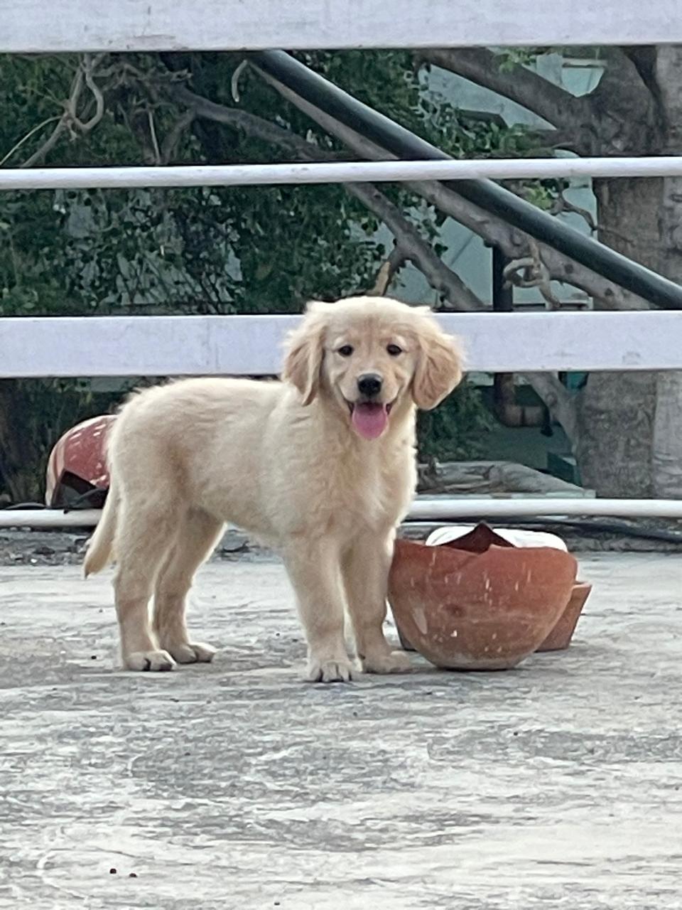 Pet