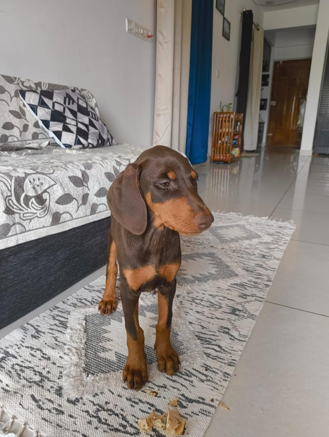 Pet