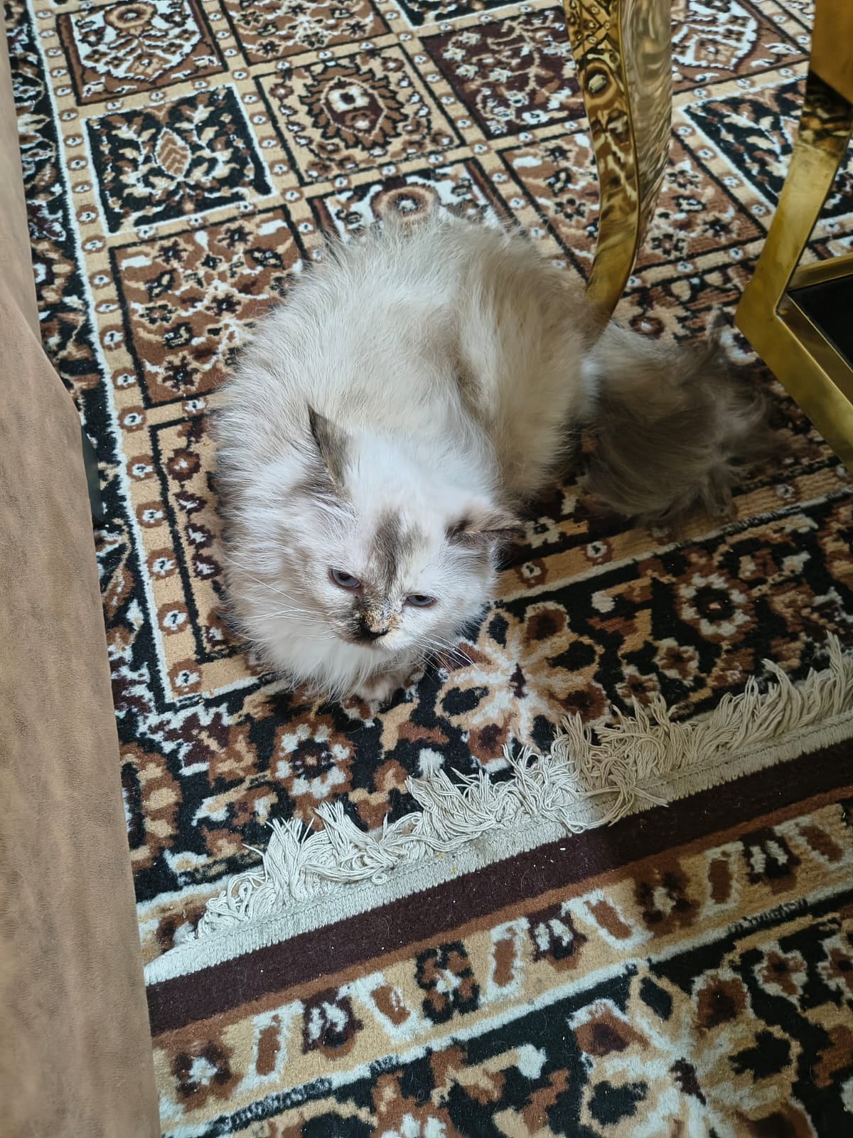 Pet