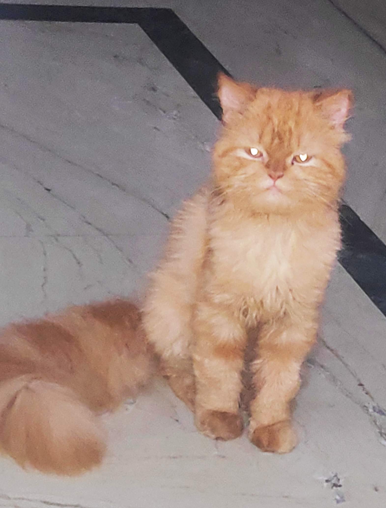 Pet