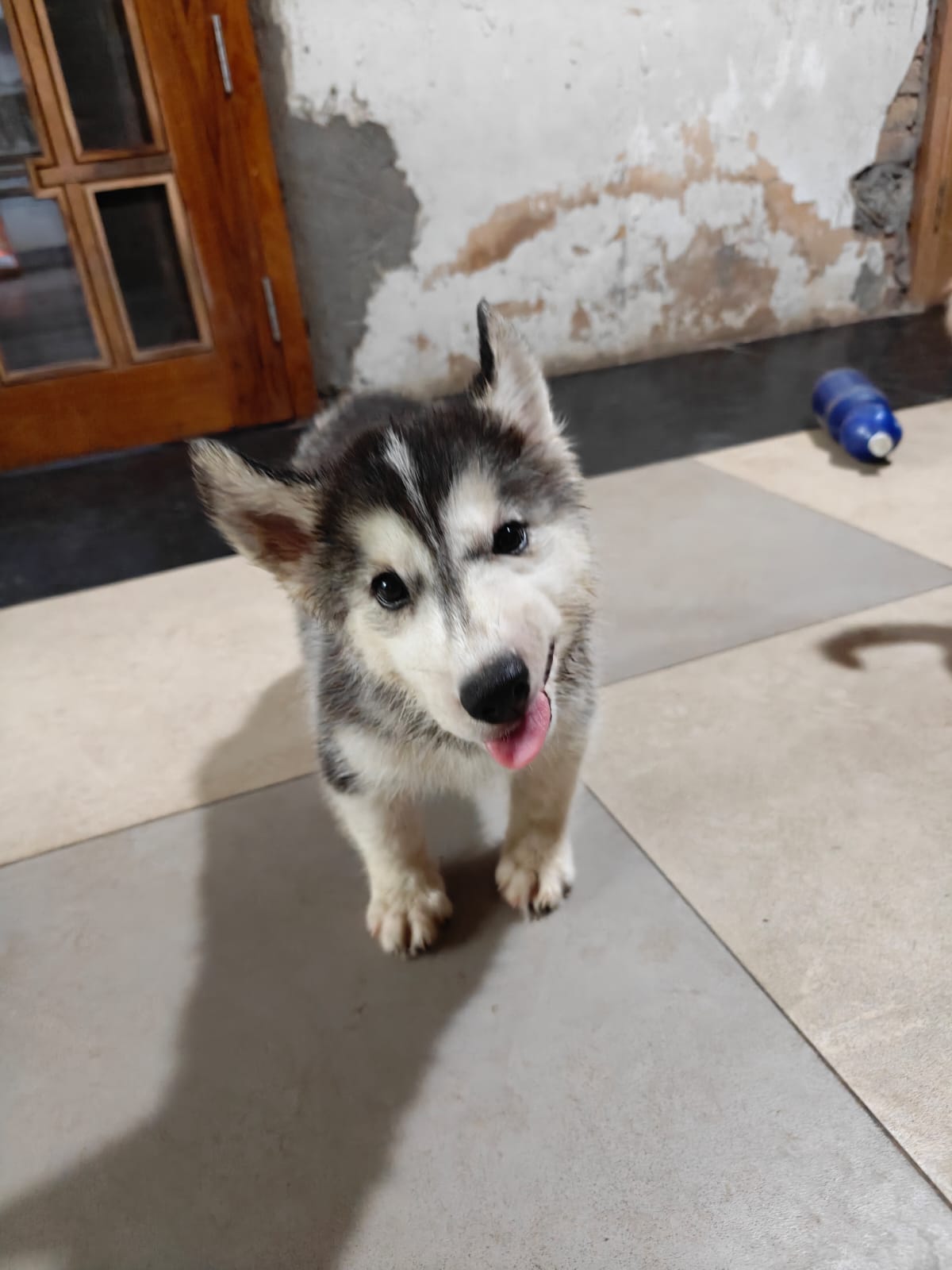Pet