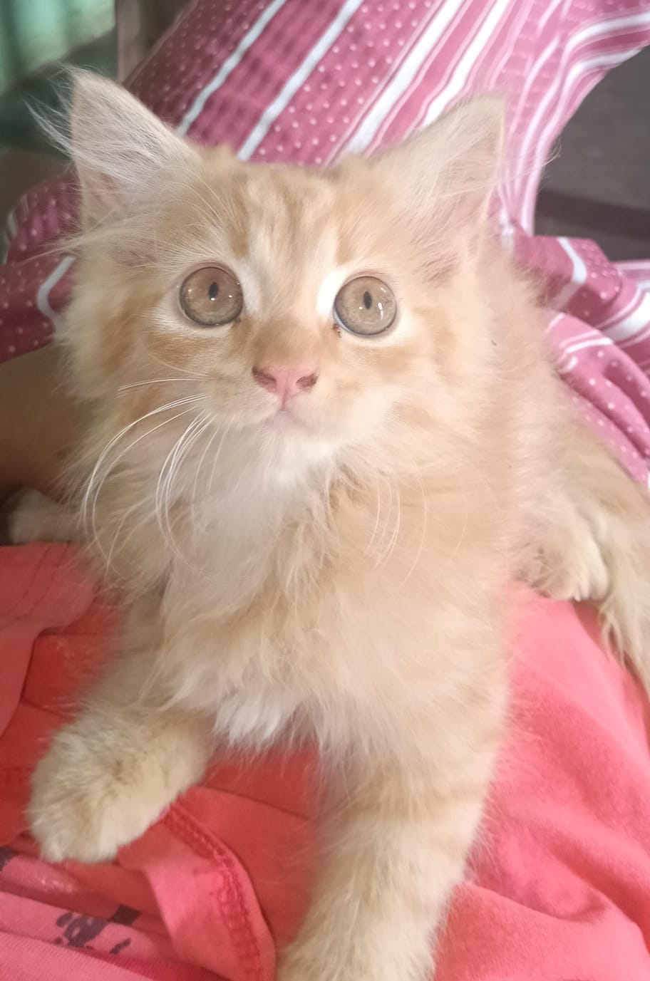 Pet