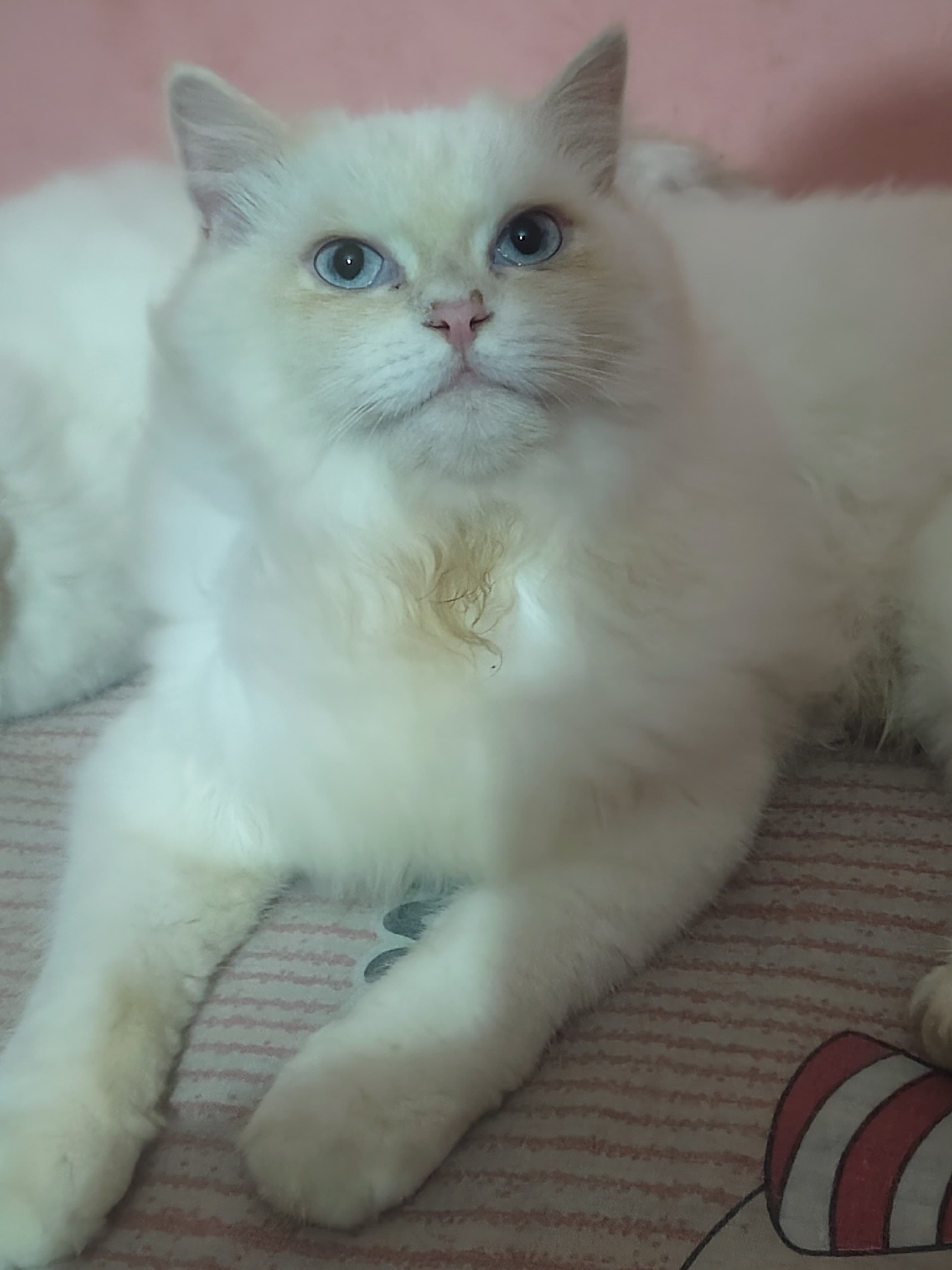 Pet