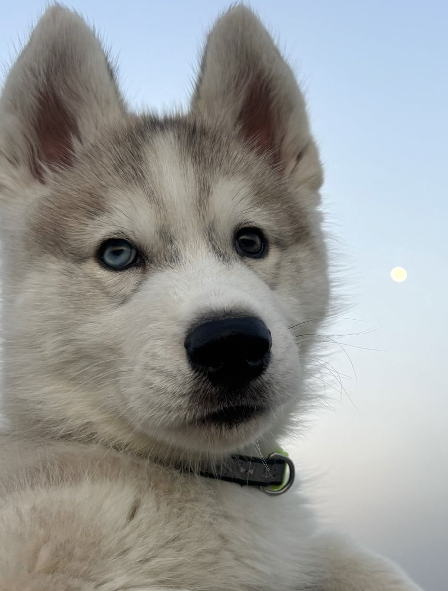 Pet