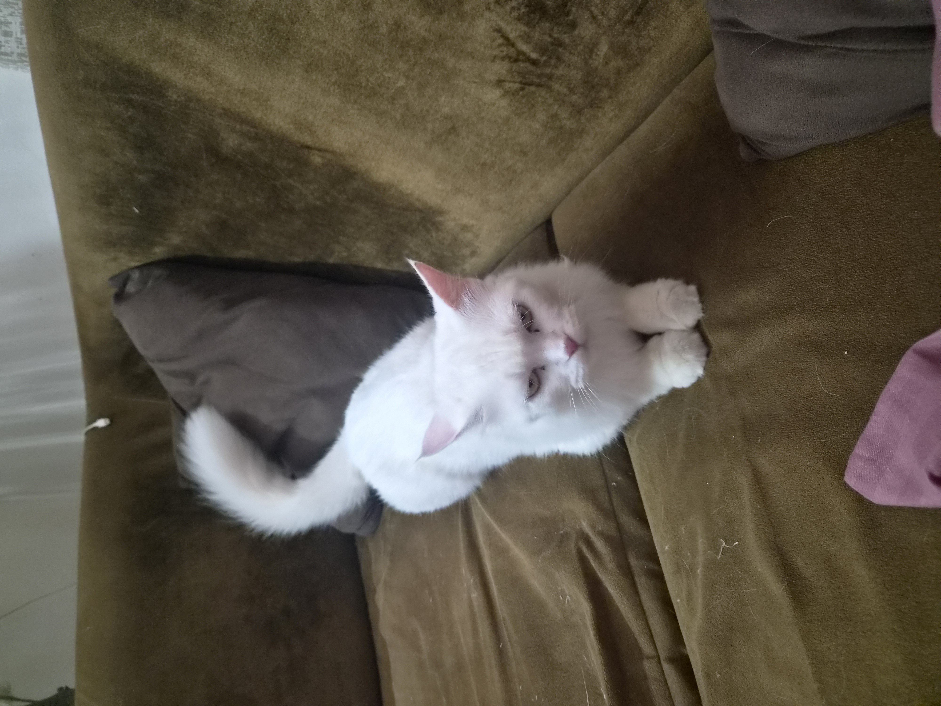 Cats