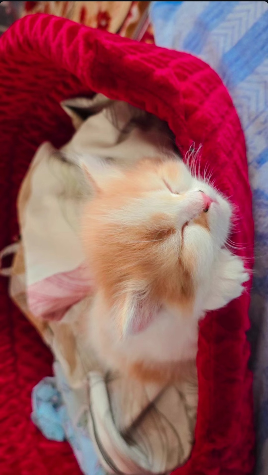 Pet