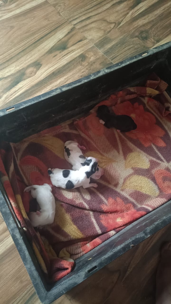 Pet