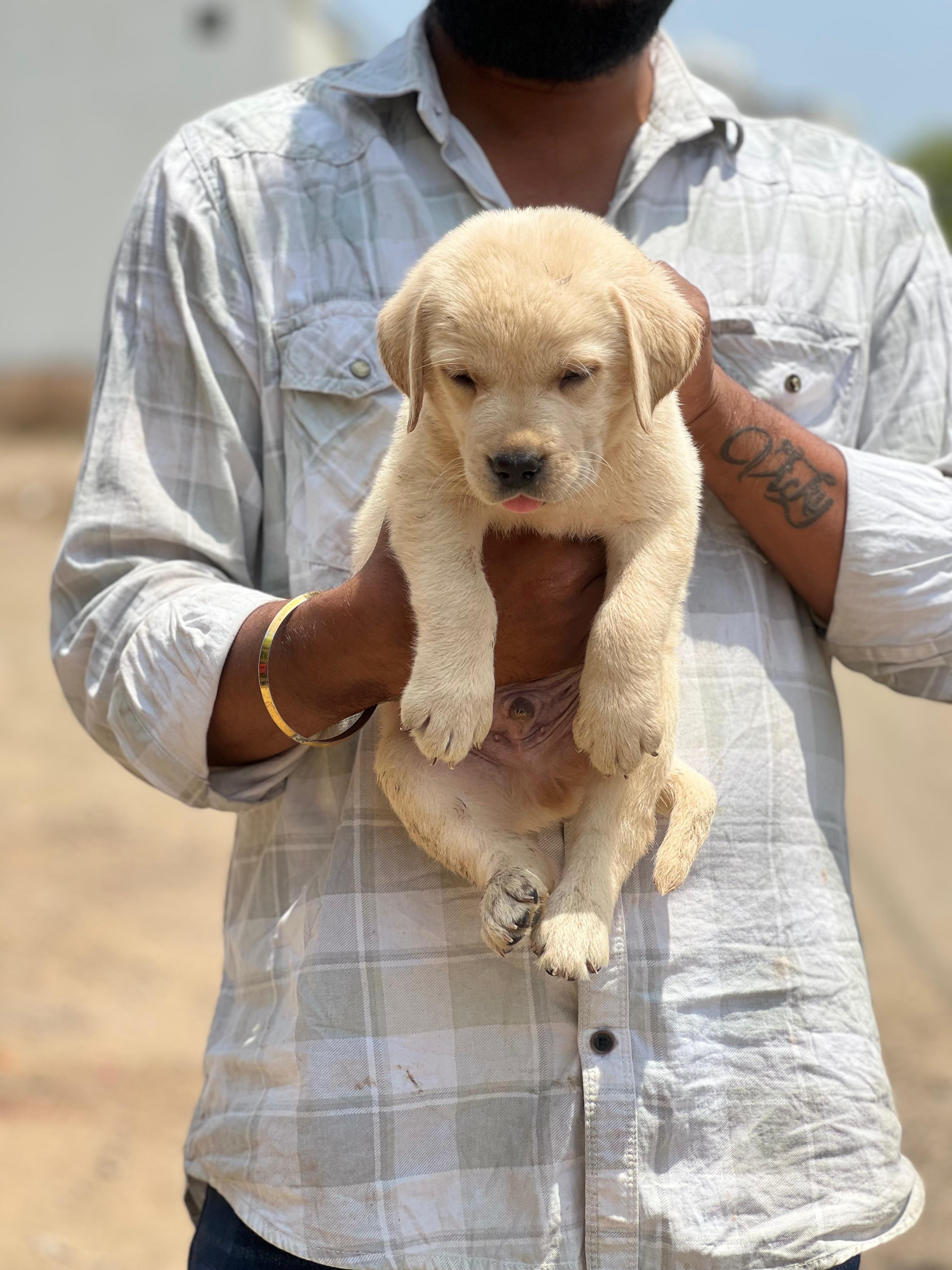 Pet