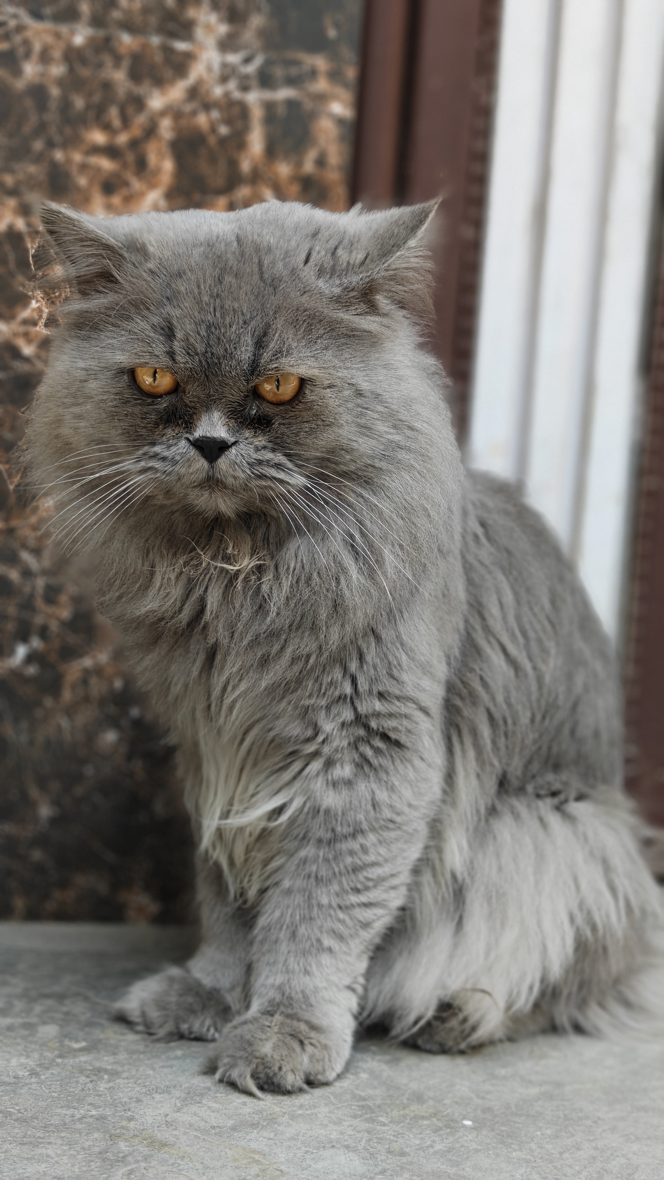 Pet