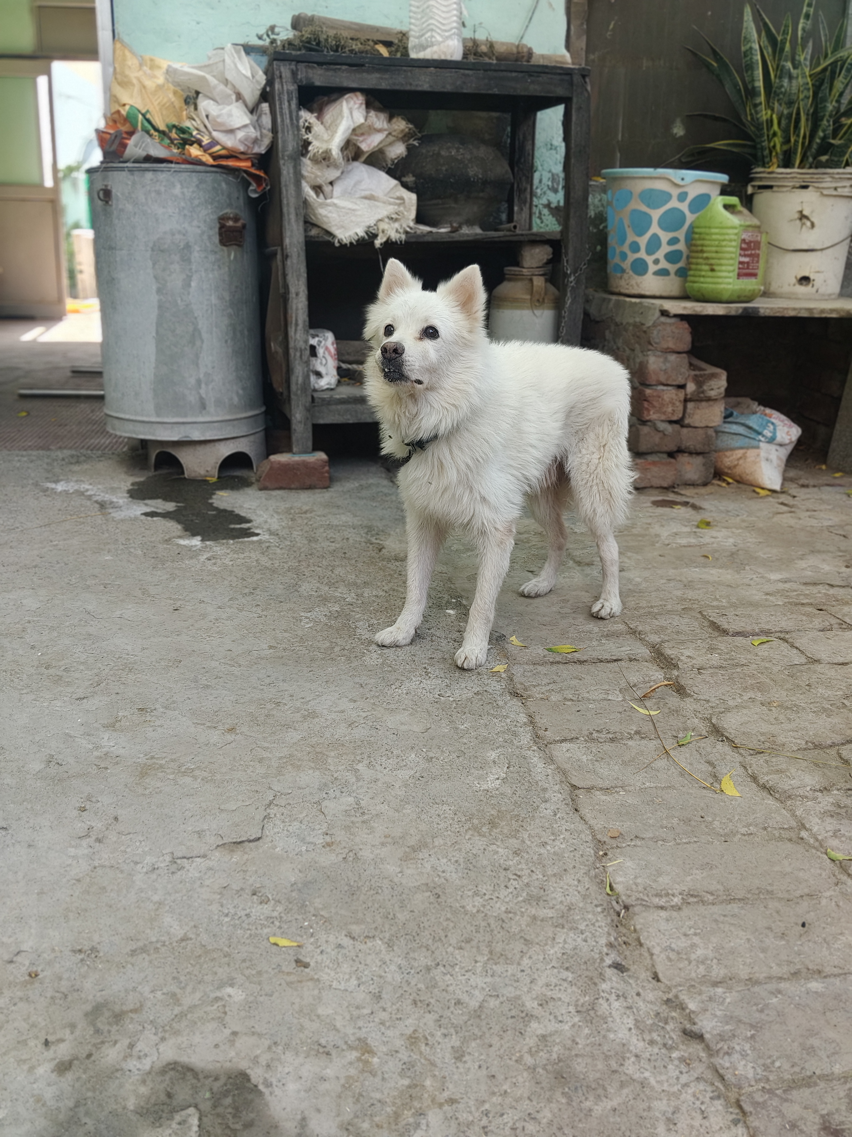 Dogs