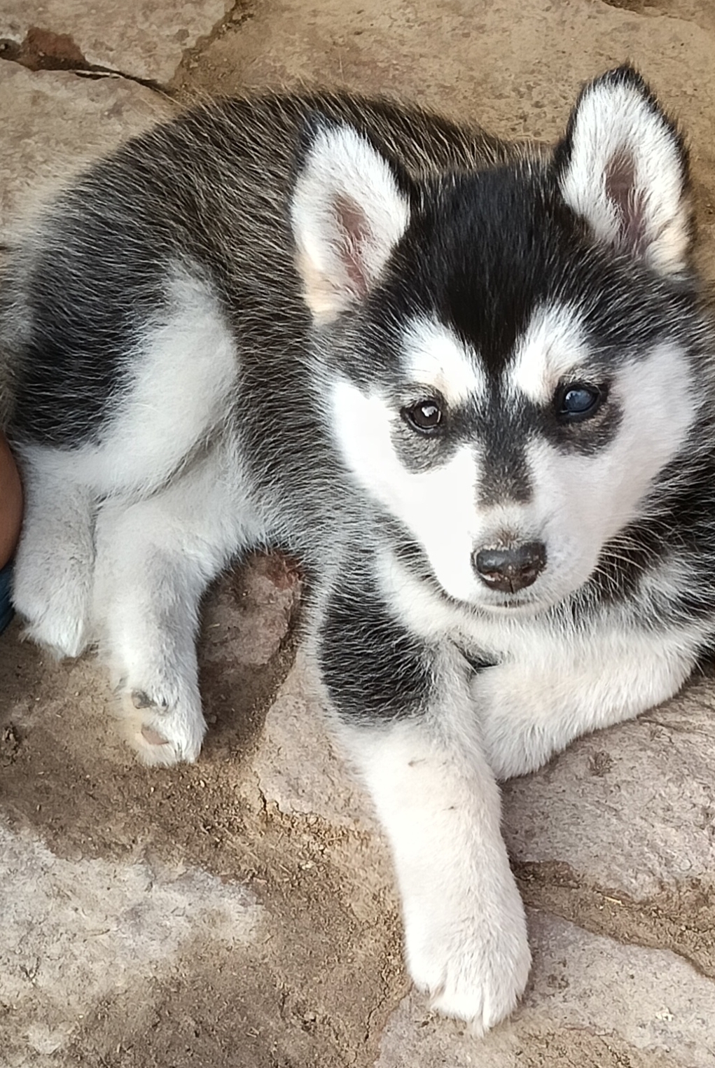 Pet
