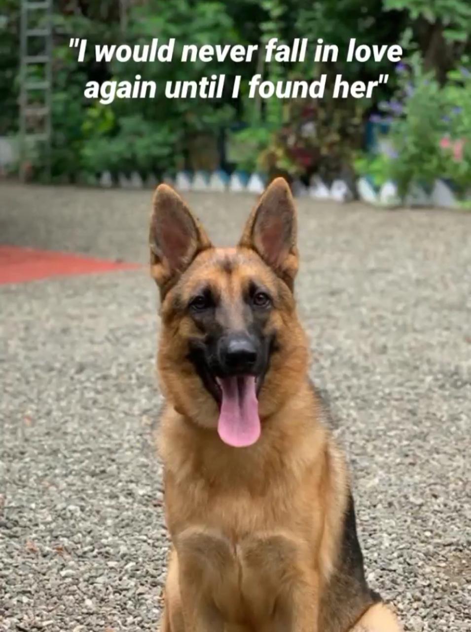 Dogs