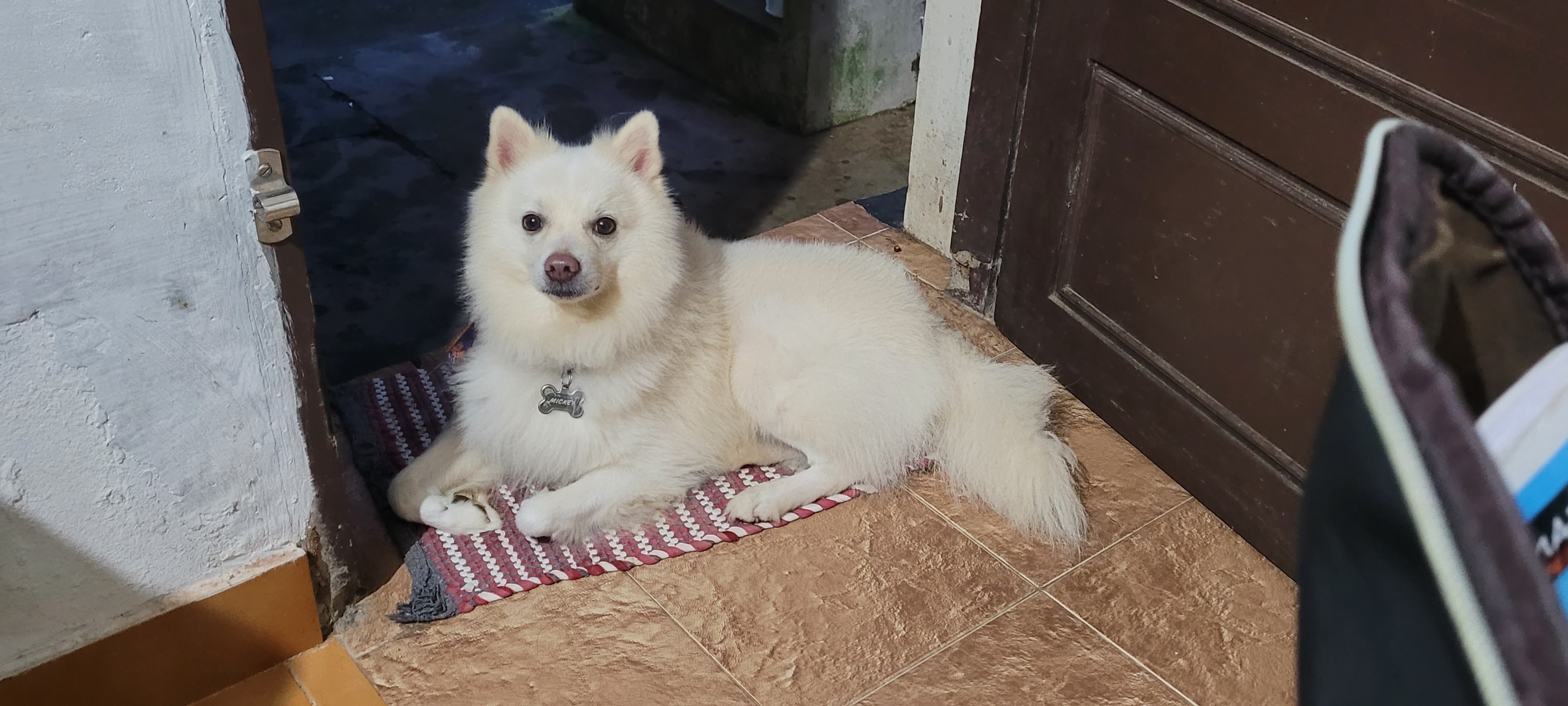 Pet