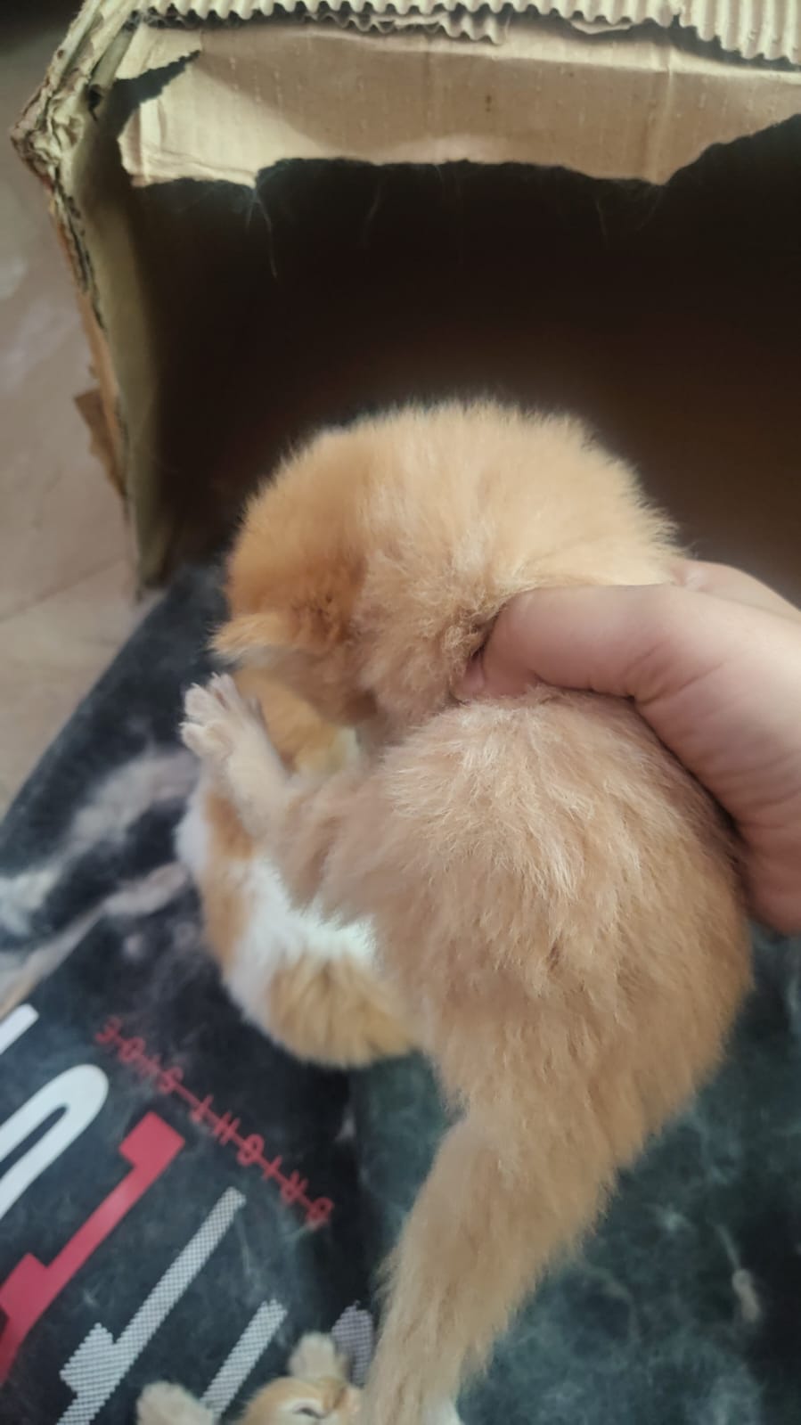 Pet