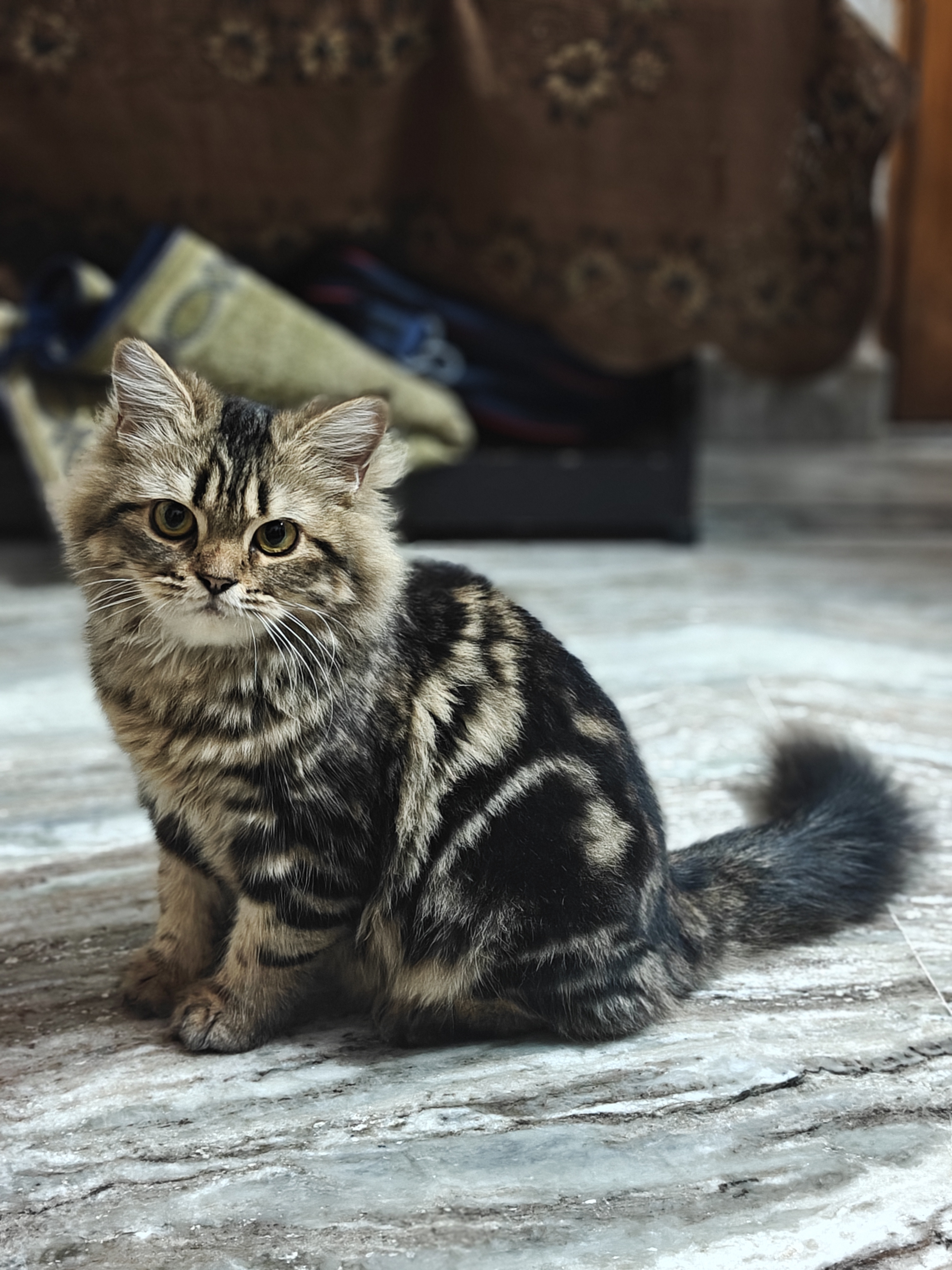 Cats