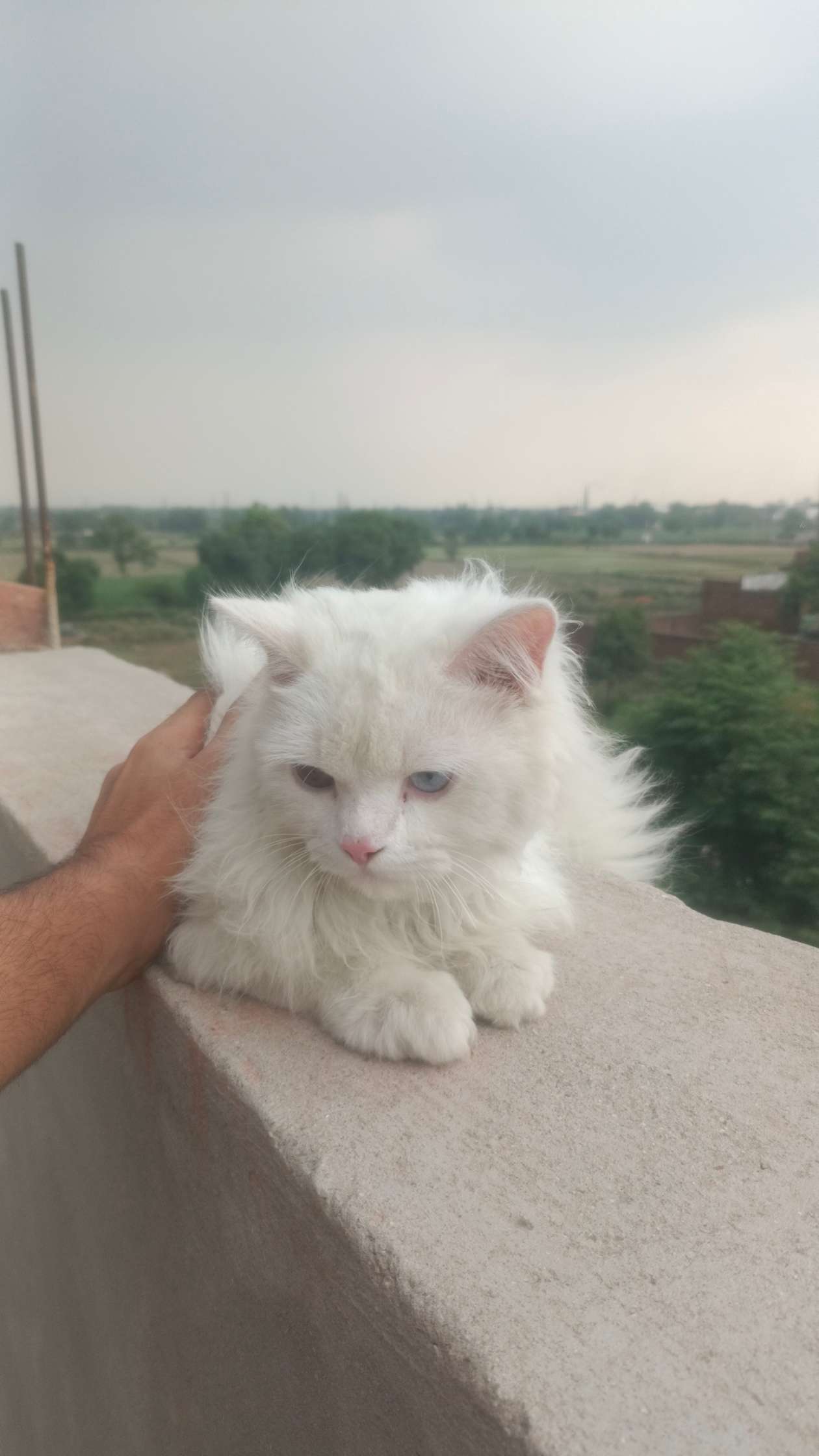 Cats