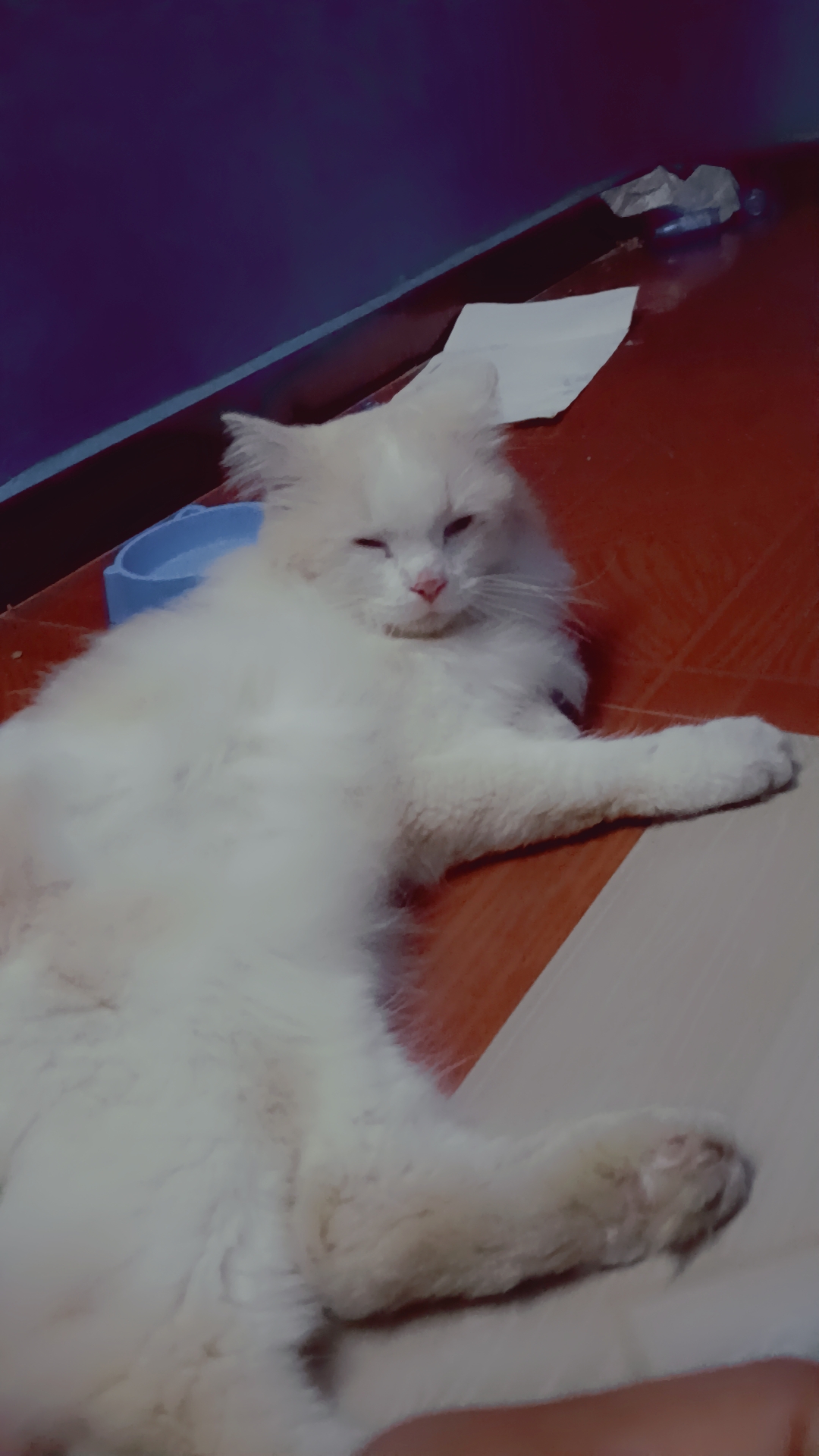 Cats