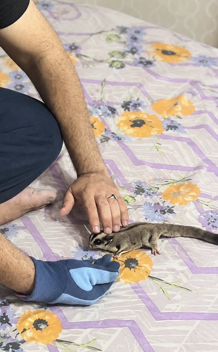 Pet